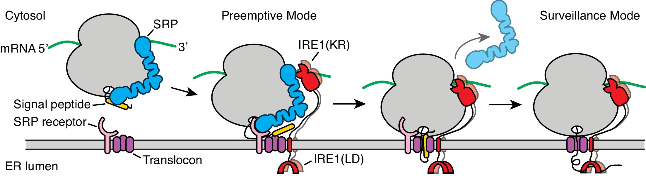 The unfolded protein response and endoplasmic reticulum protein ...