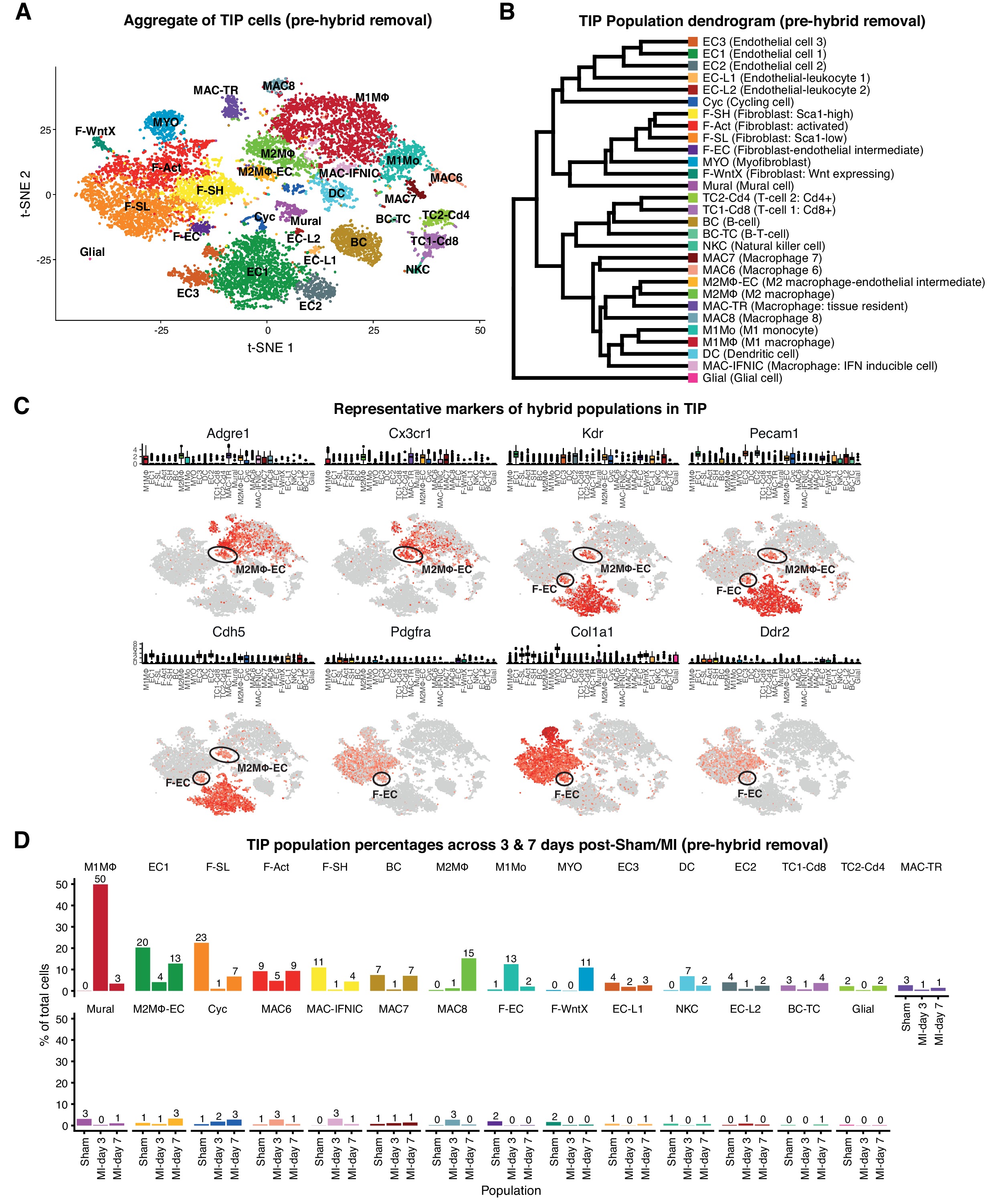 Single-cell expression profiling reveals dynamic flux of cardiac ...