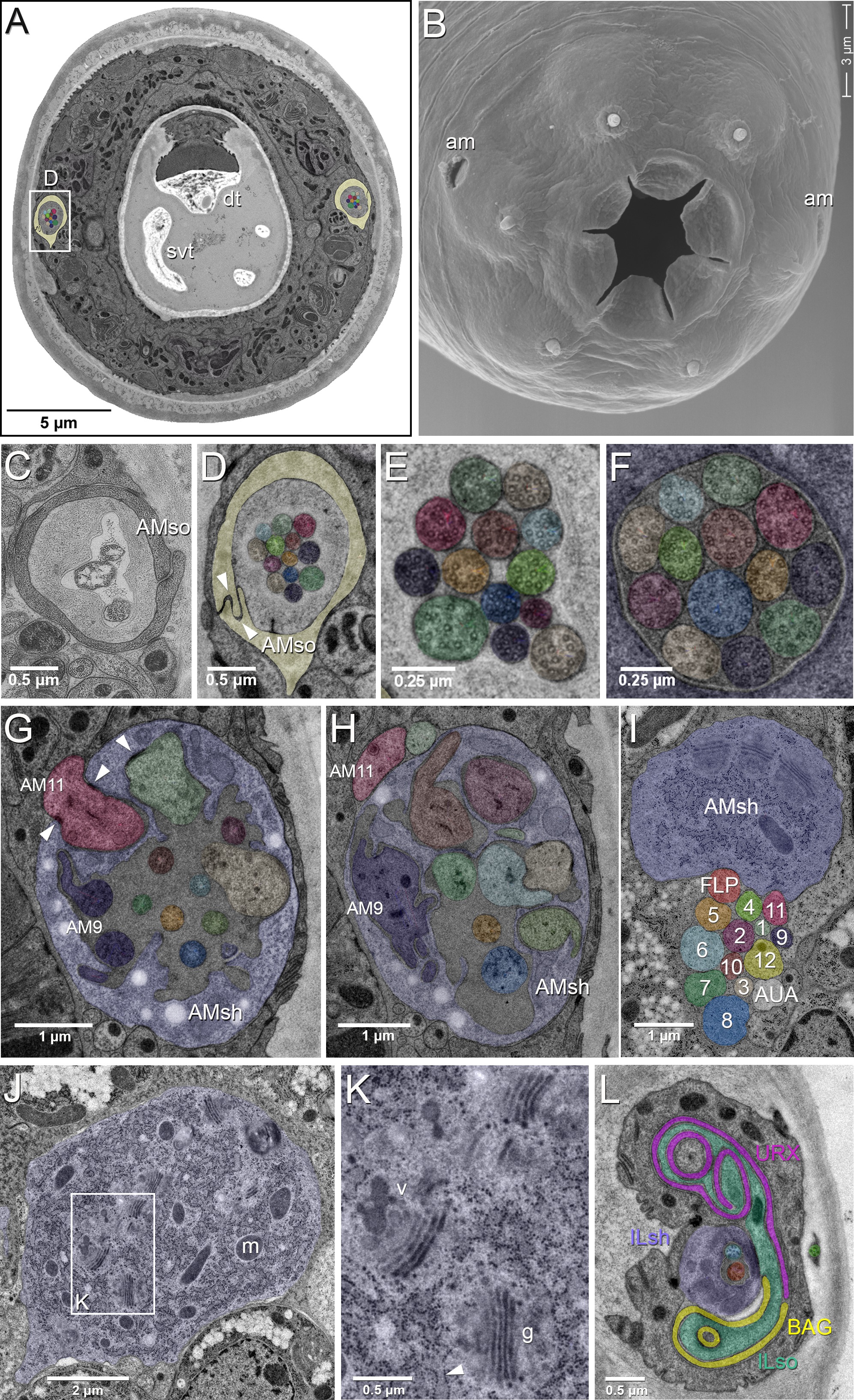 Evolution of neuronal anatomy and circuitry in two highly divergent ...