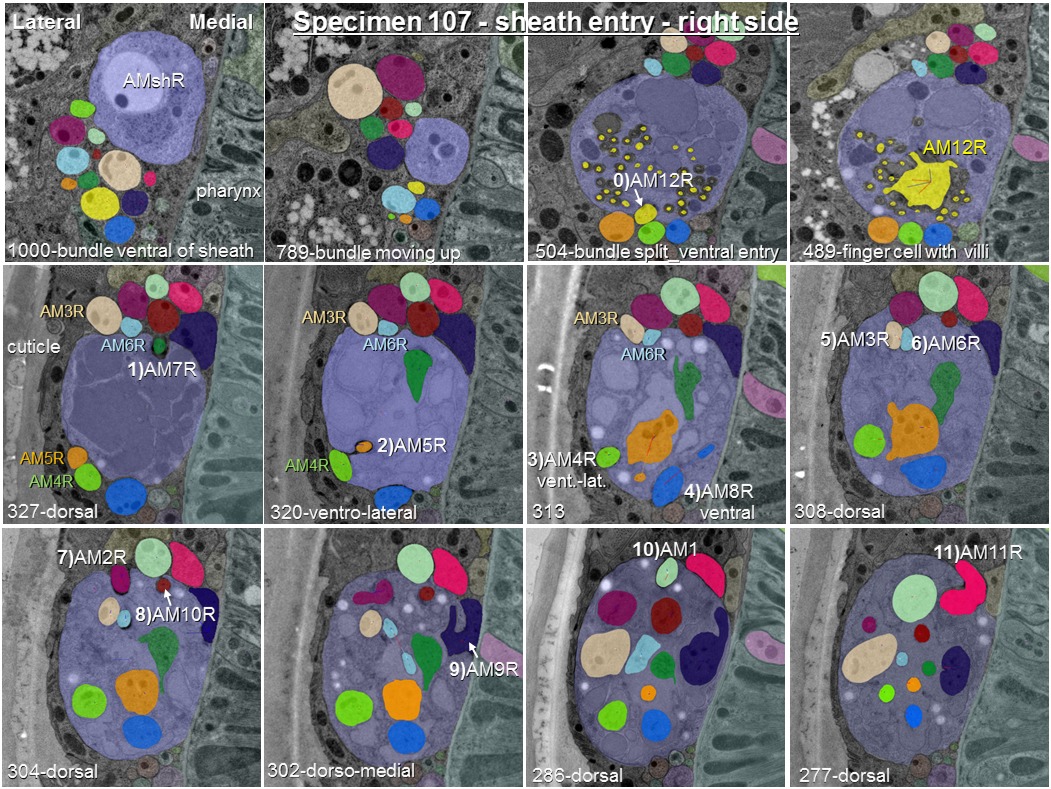 Evolution of neuronal anatomy and circuitry in two highly divergent ...