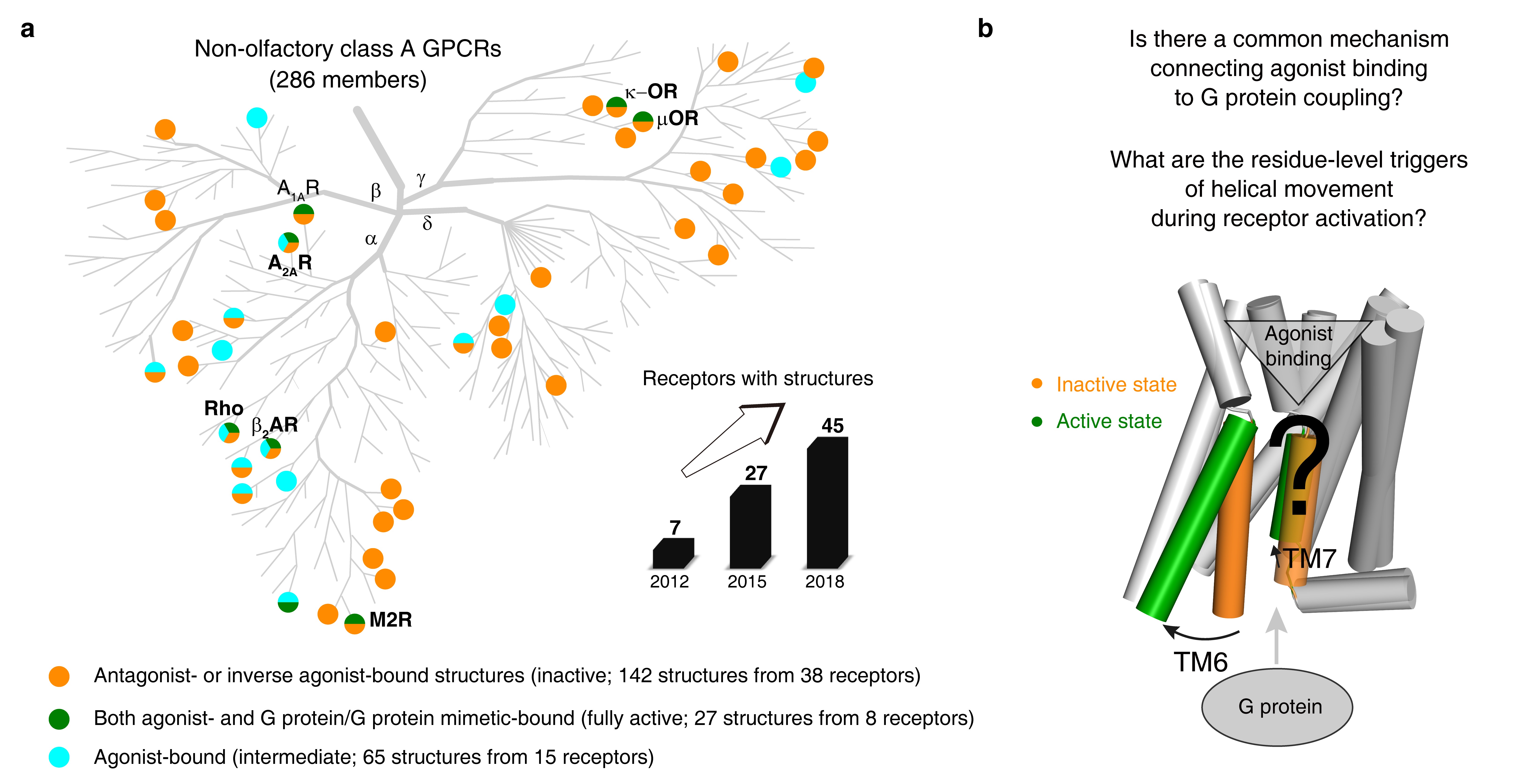 Common activation mechanism of class A GPCRs | eLife Lens