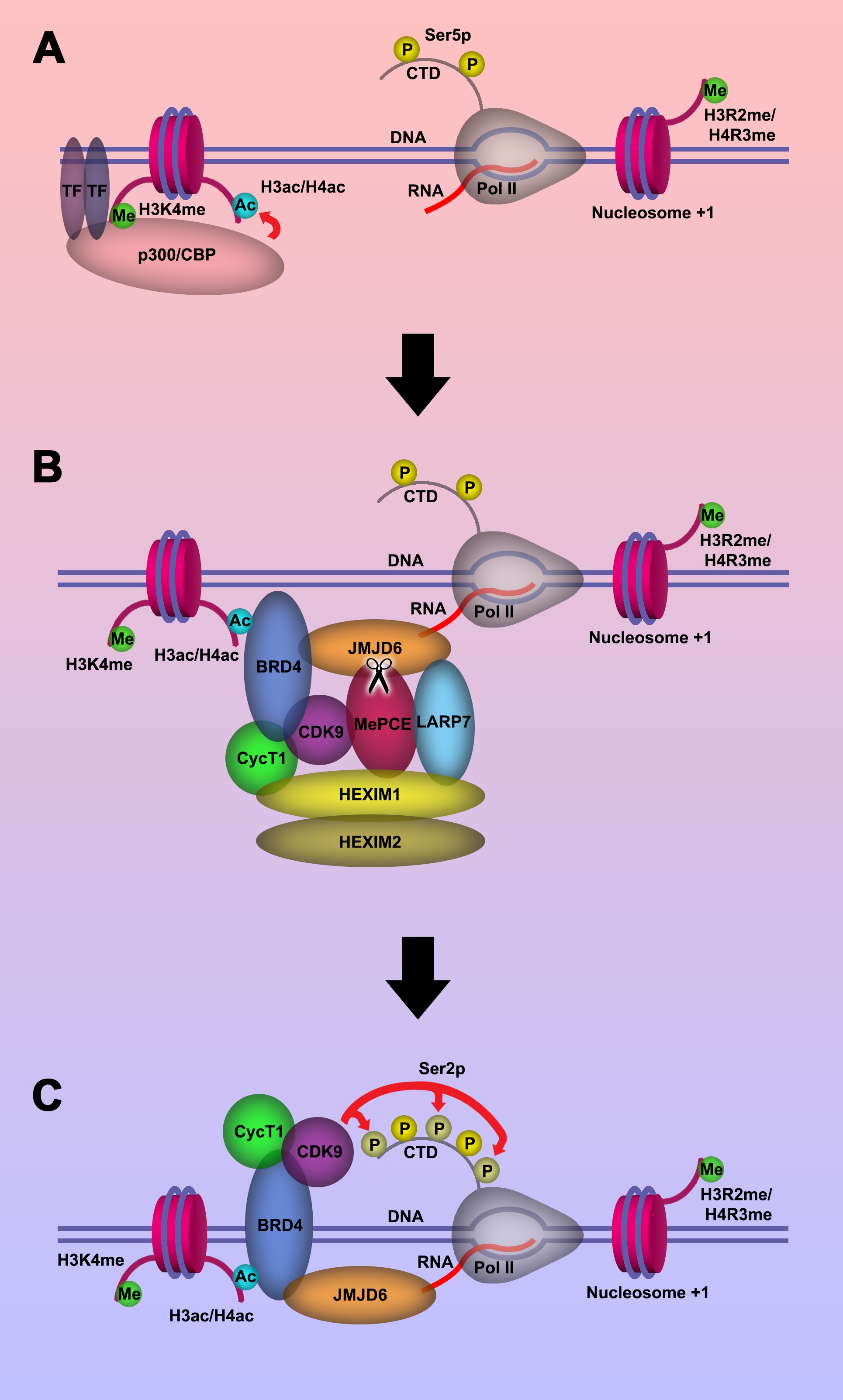 JMJD6 Cleaves MePCE To Release Positive Transcription Elongation Factor ...