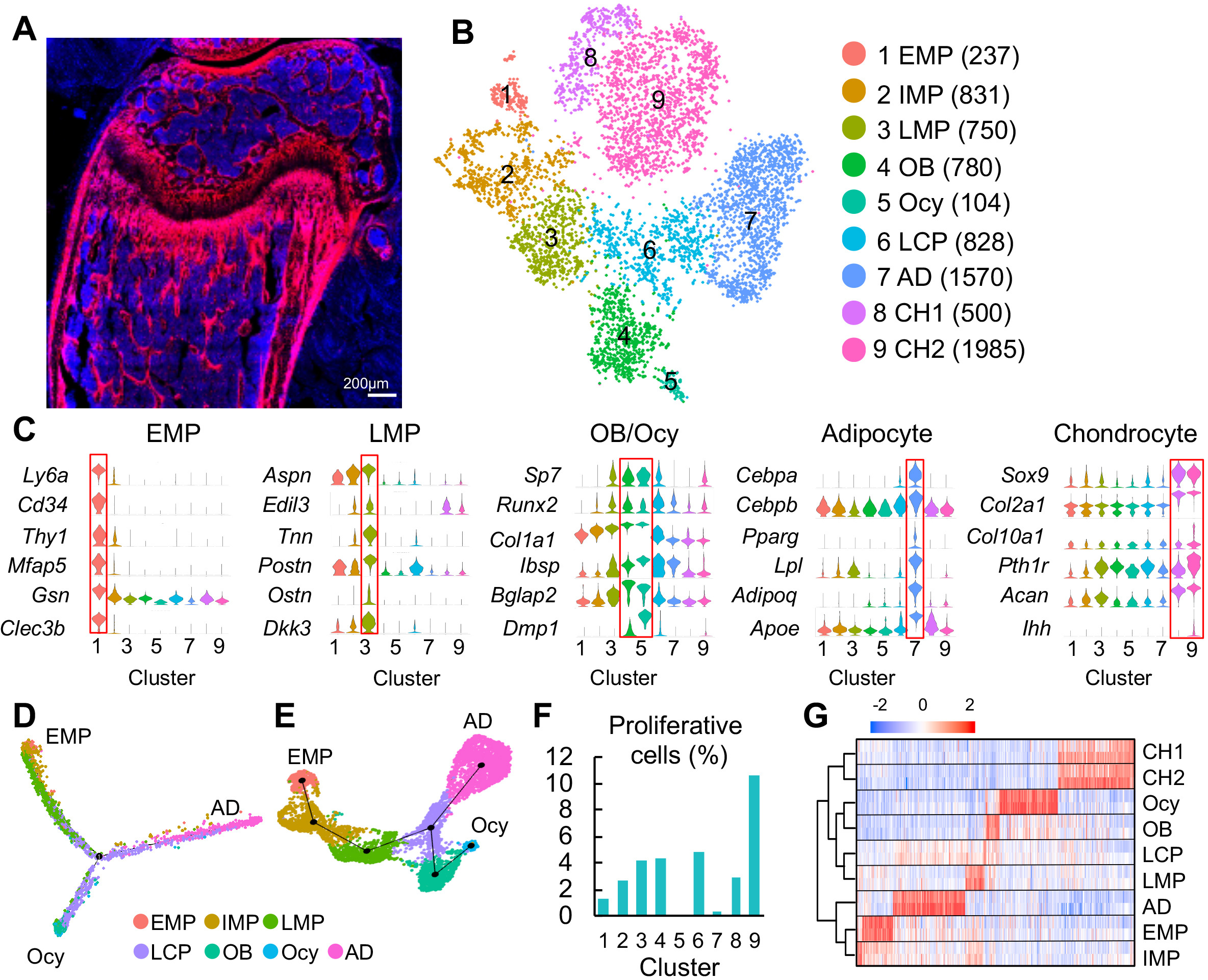 Single cell transcriptomics identifies a unique adipose lineage cell ...