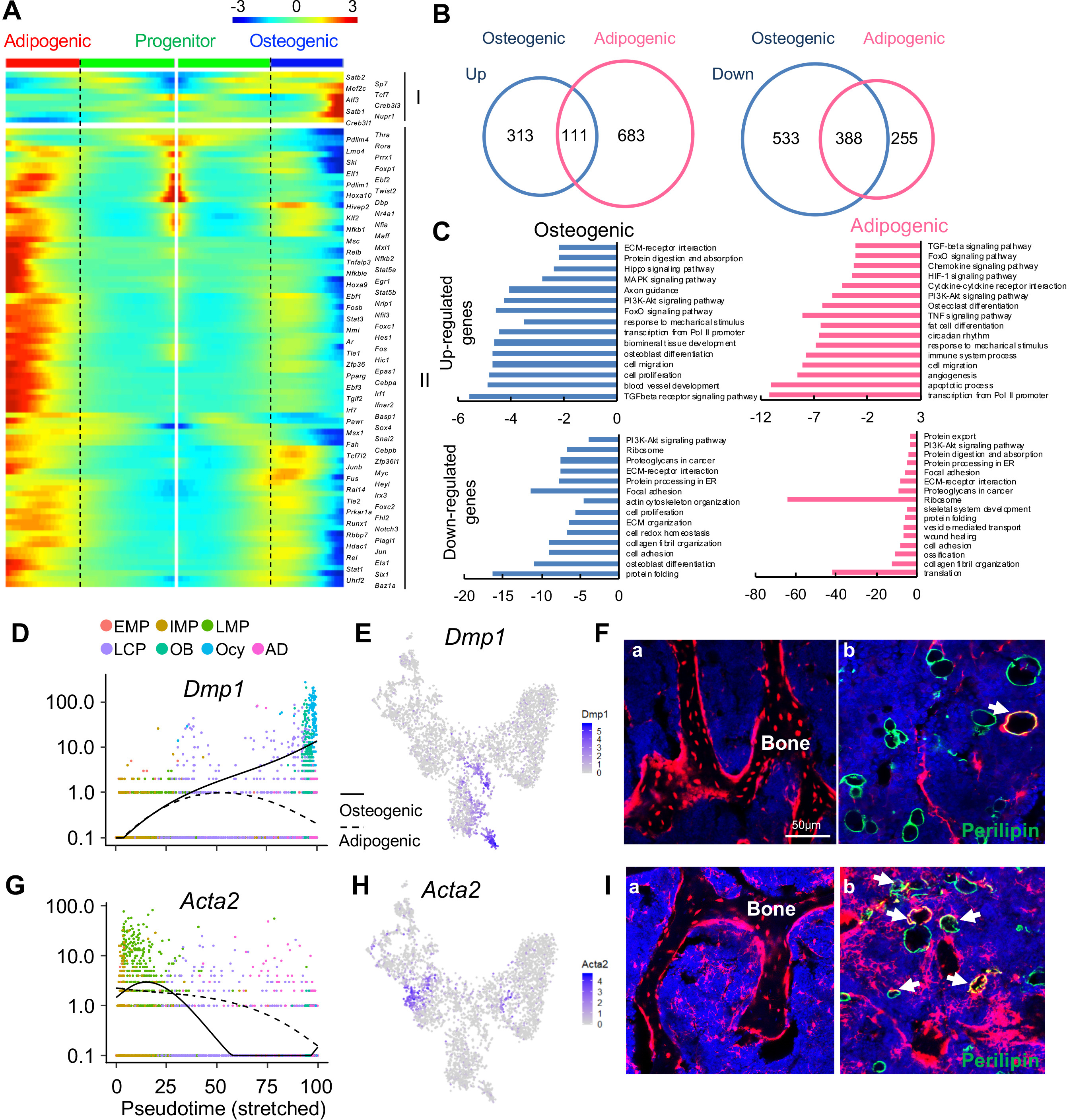 Single cell transcriptomics identifies a unique adipose lineage cell ...
