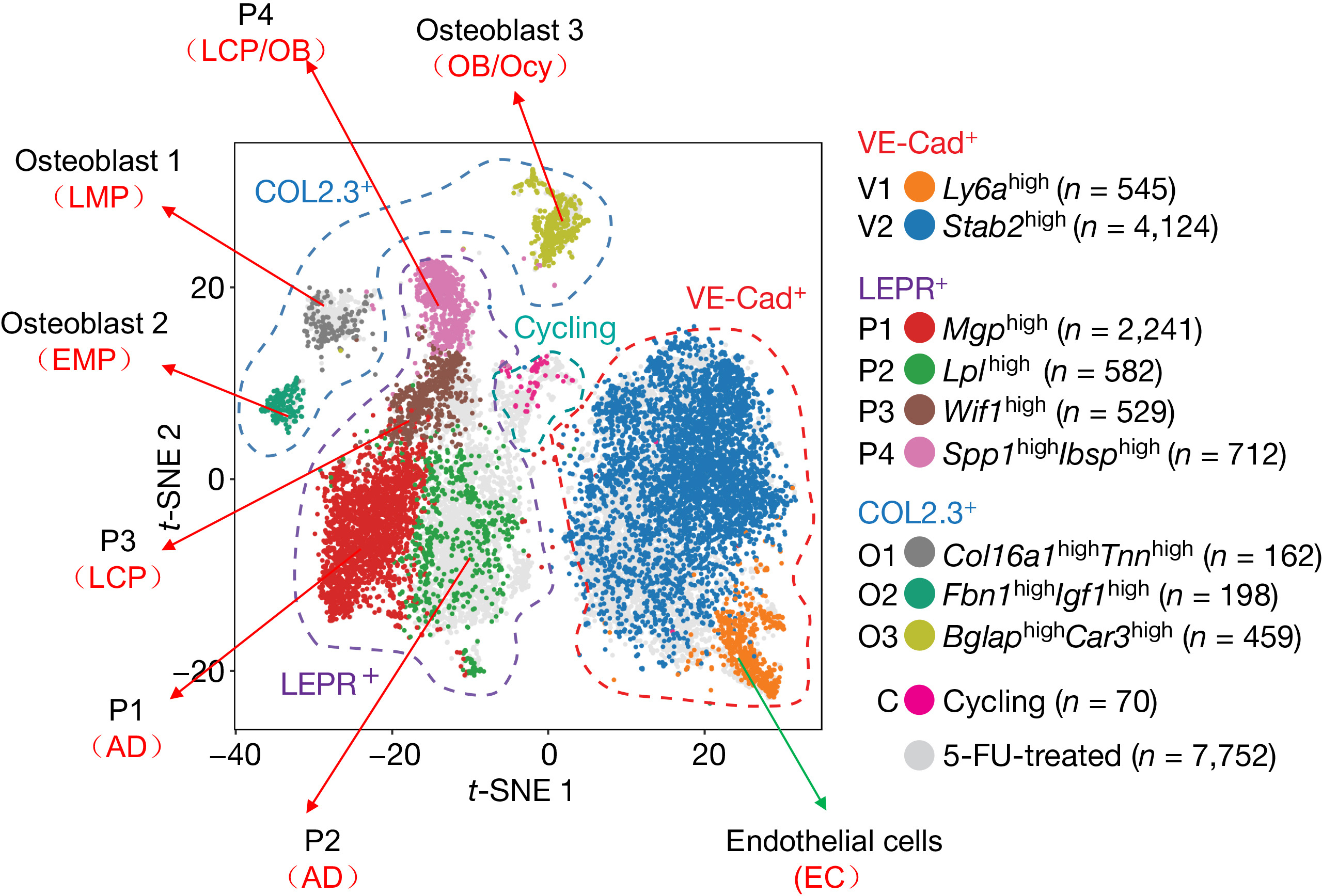 Single cell transcriptomics identifies a unique adipose lineage cell ...