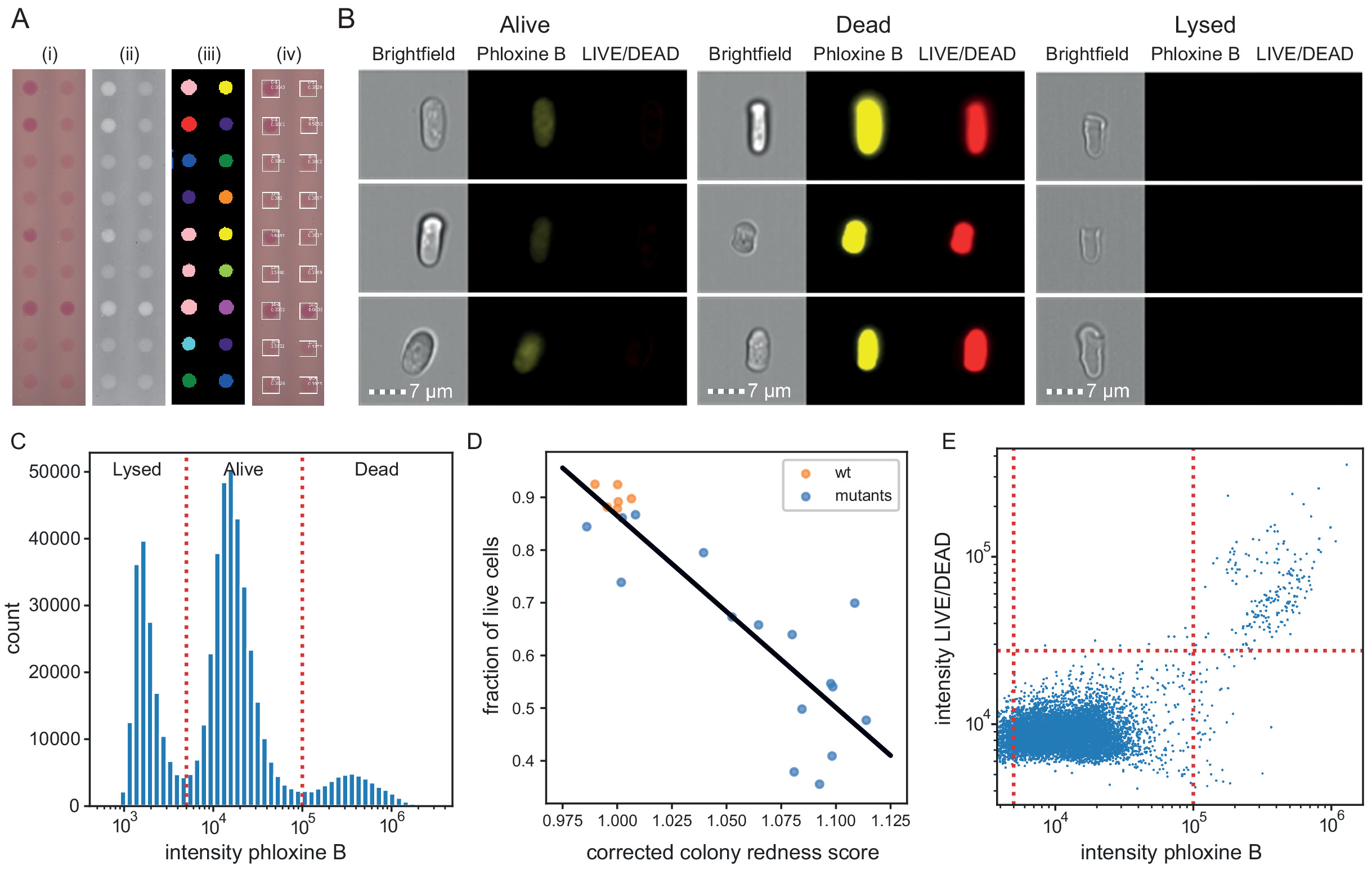 Pyphe, a python toolbox for assessing microbial growth and cell ...