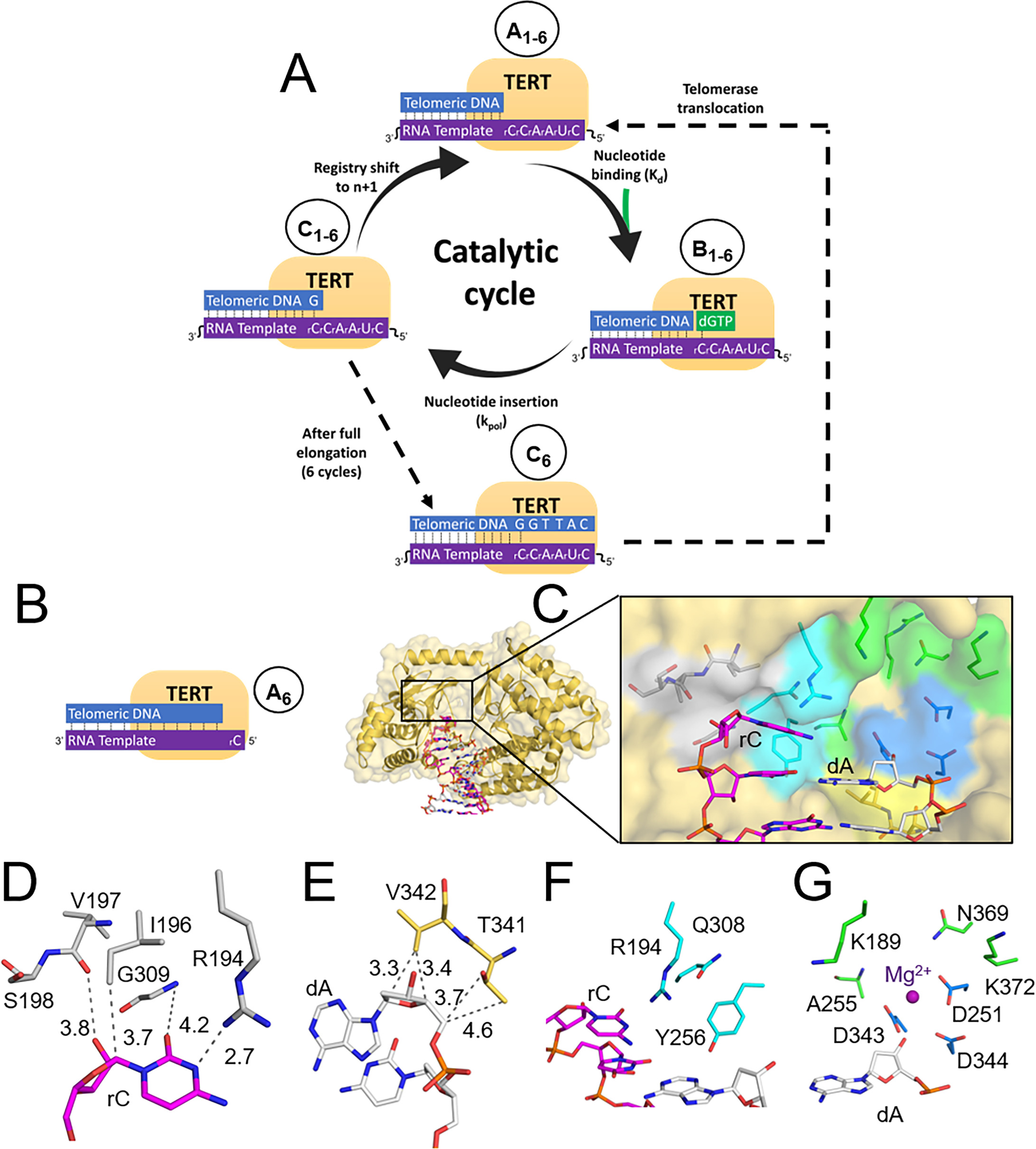 Mechanisms of nucleotide selection by telomerase | eLife Lens