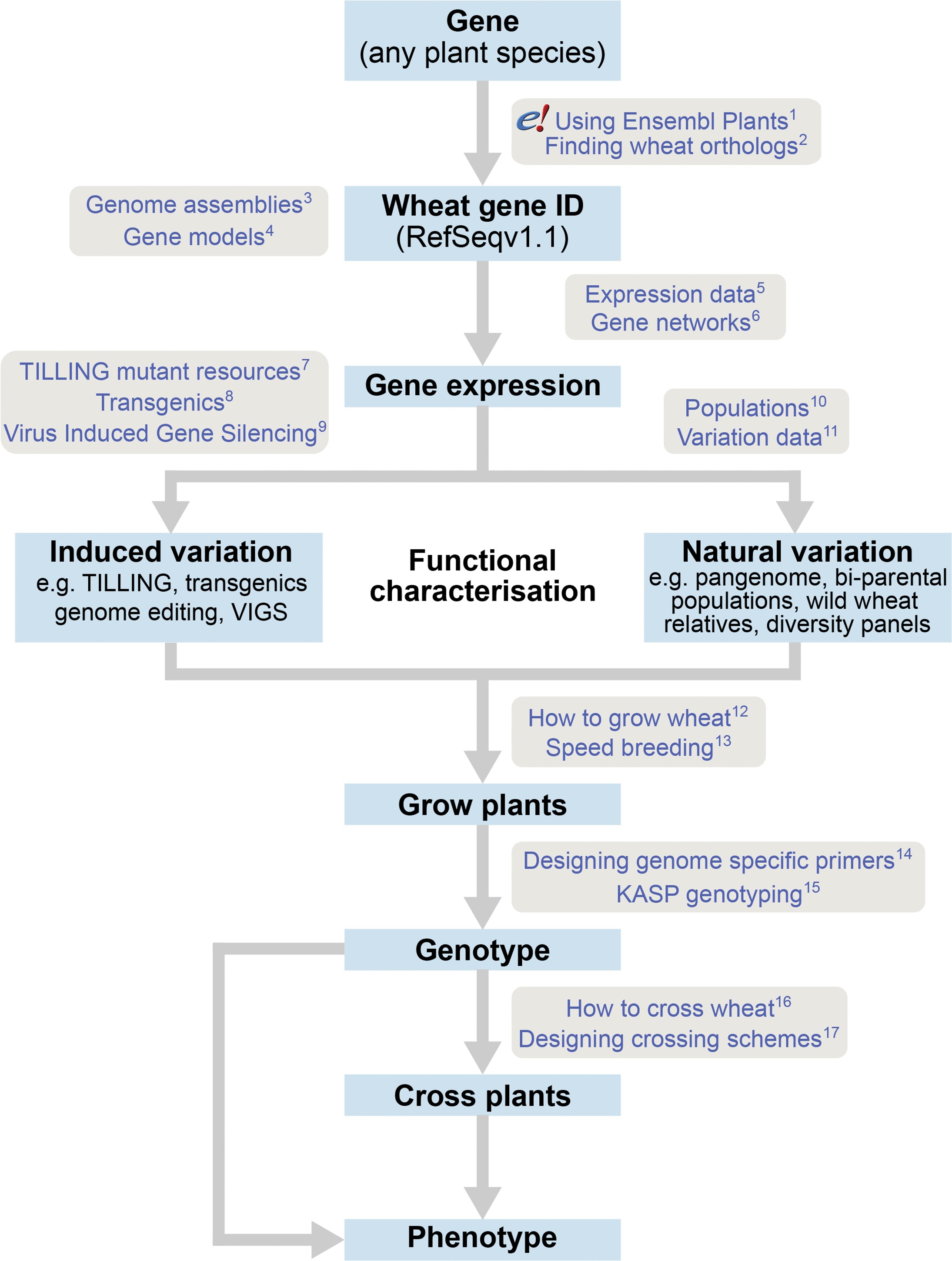 A roadmap for gene functional characterisation in crops with large ...