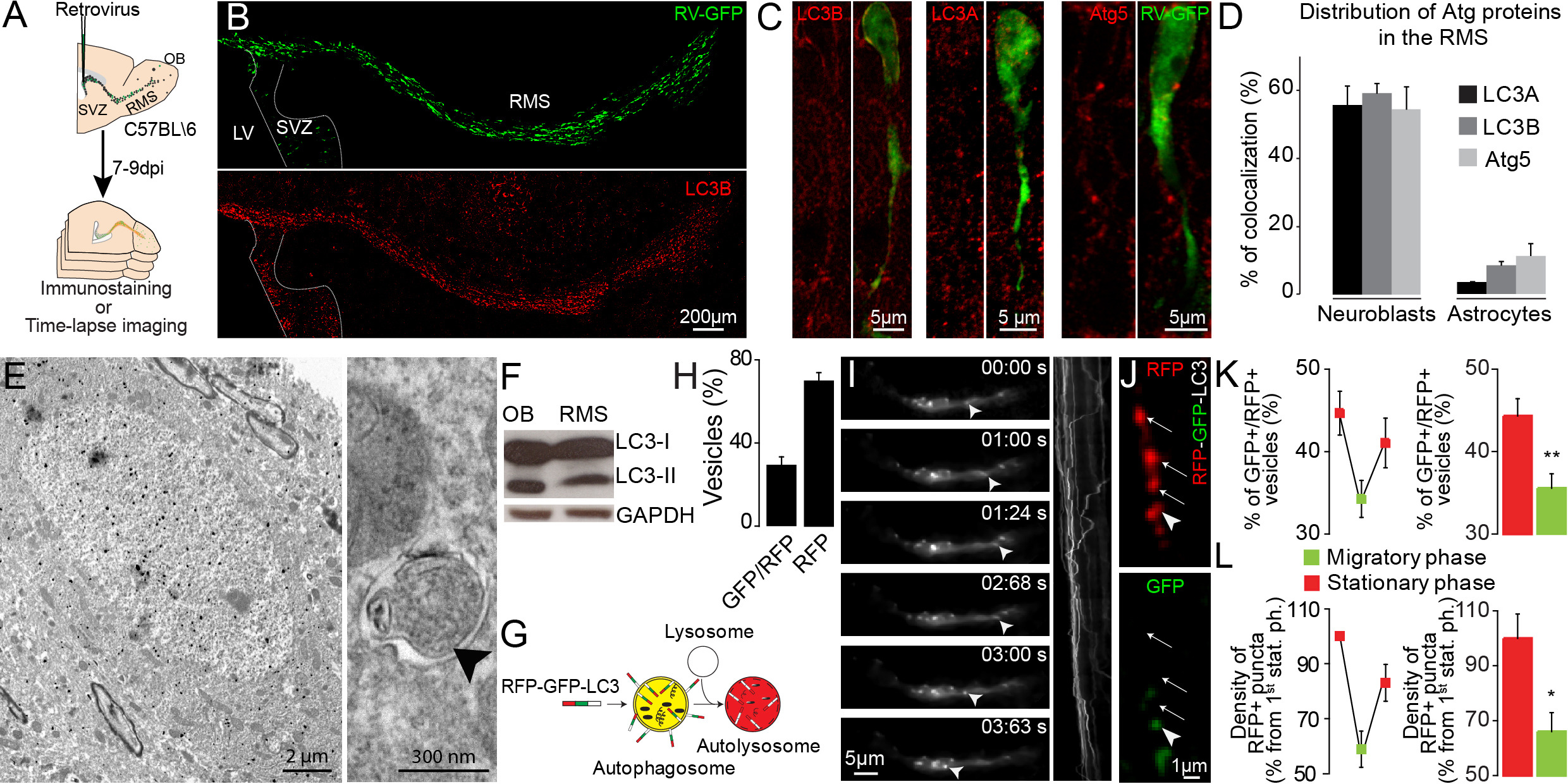 The dynamic interplay between ATP/ADP levels and autophagy sustain ...