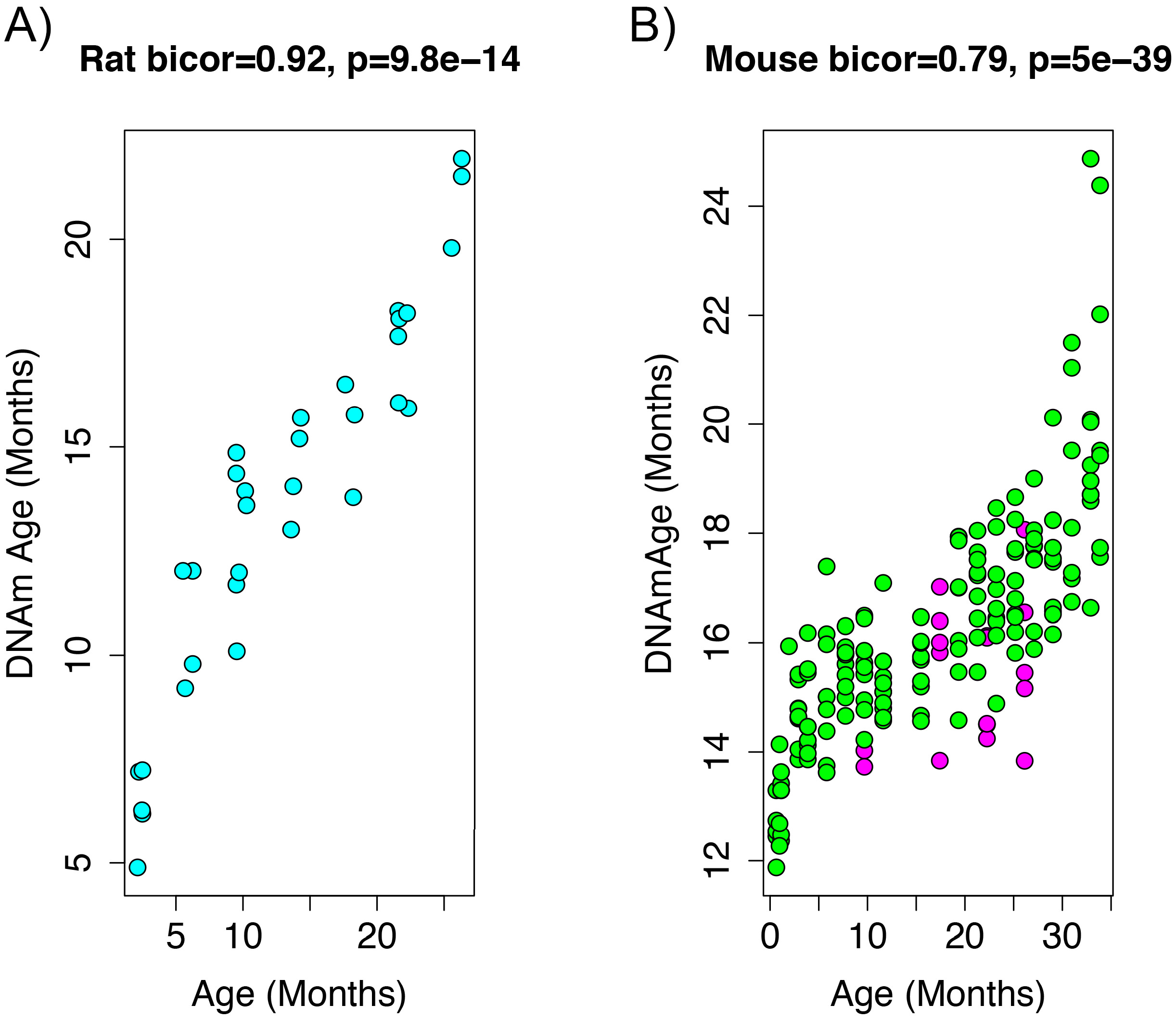 A rat epigenetic clock recapitulates phenotypic aging and co-localizes ...