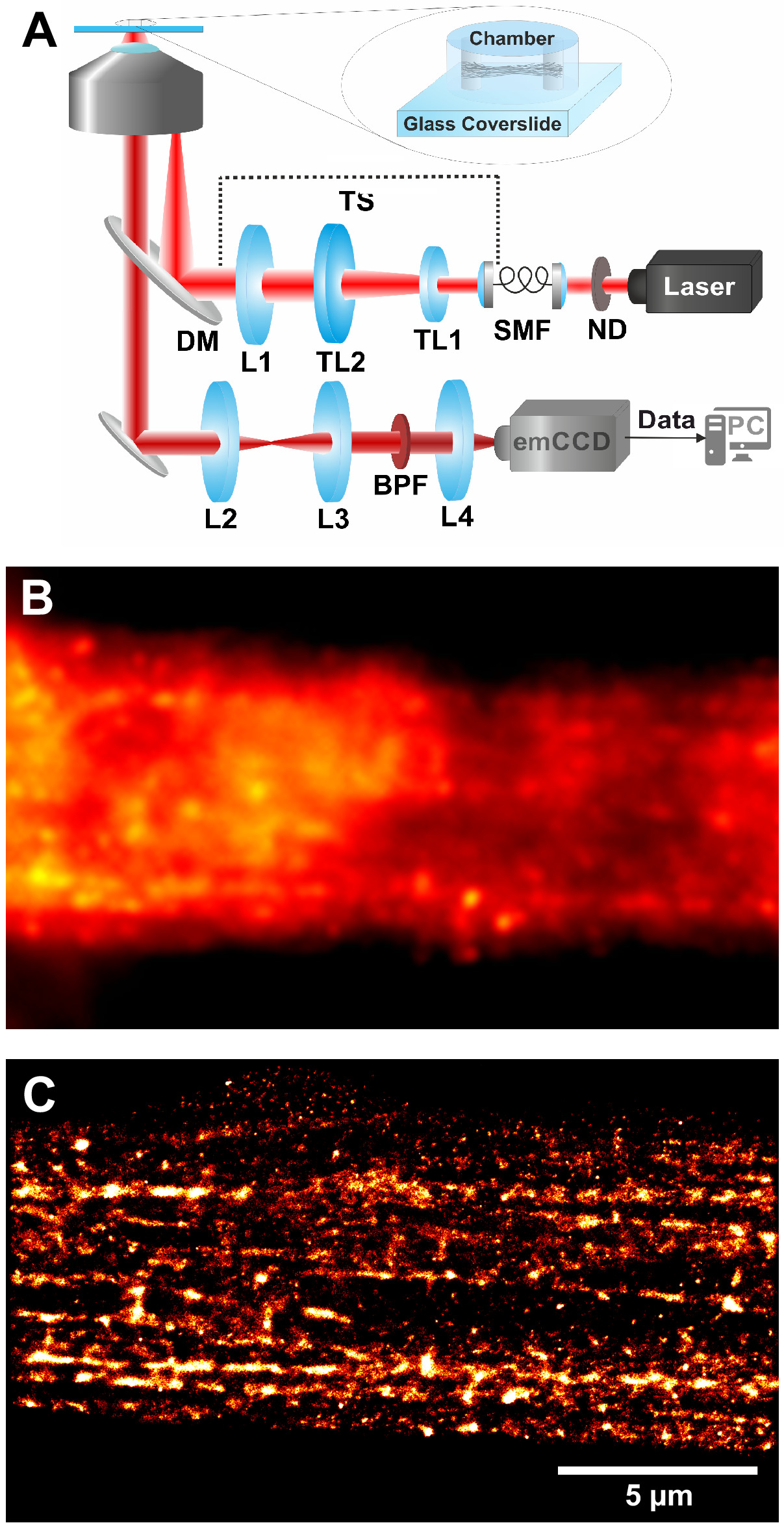 Global and local tension measurements in biomimetic skeletal muscle ...