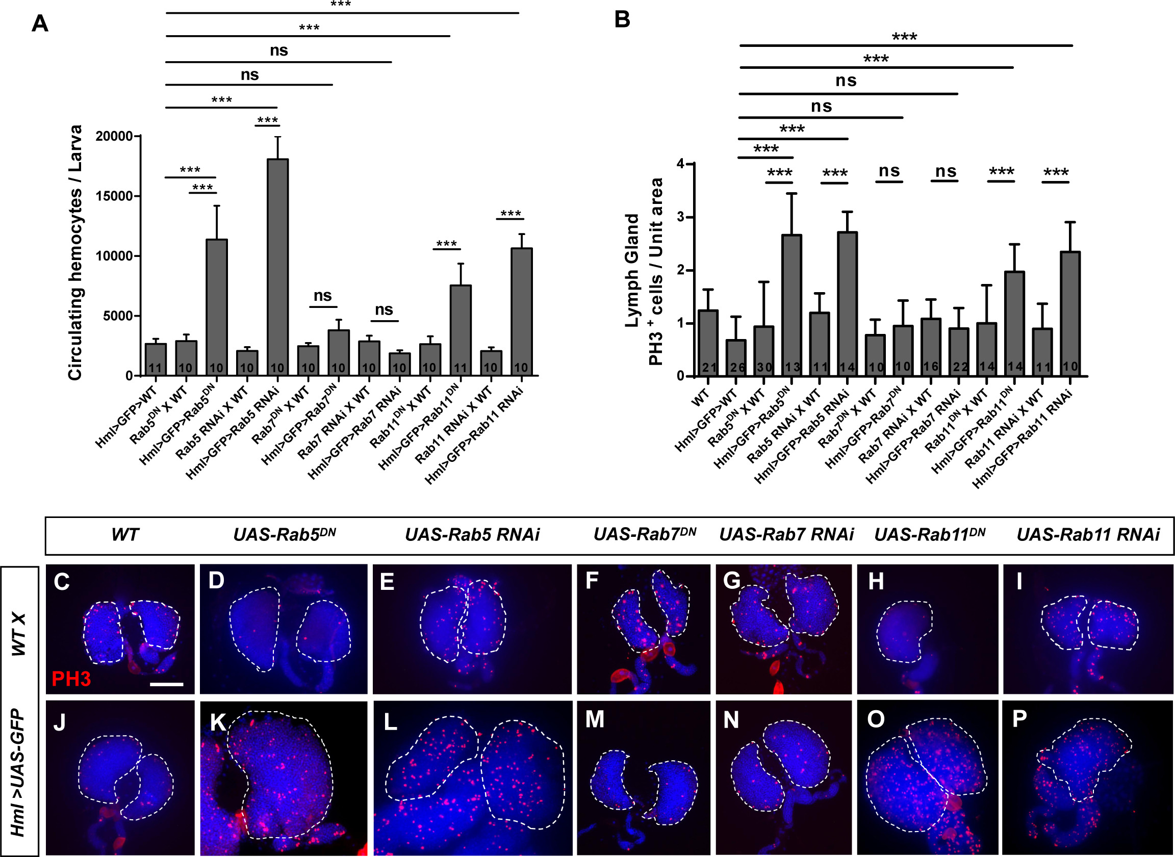 Rab5 and Rab11 maintain hematopoietic homeostasis by restricting ...