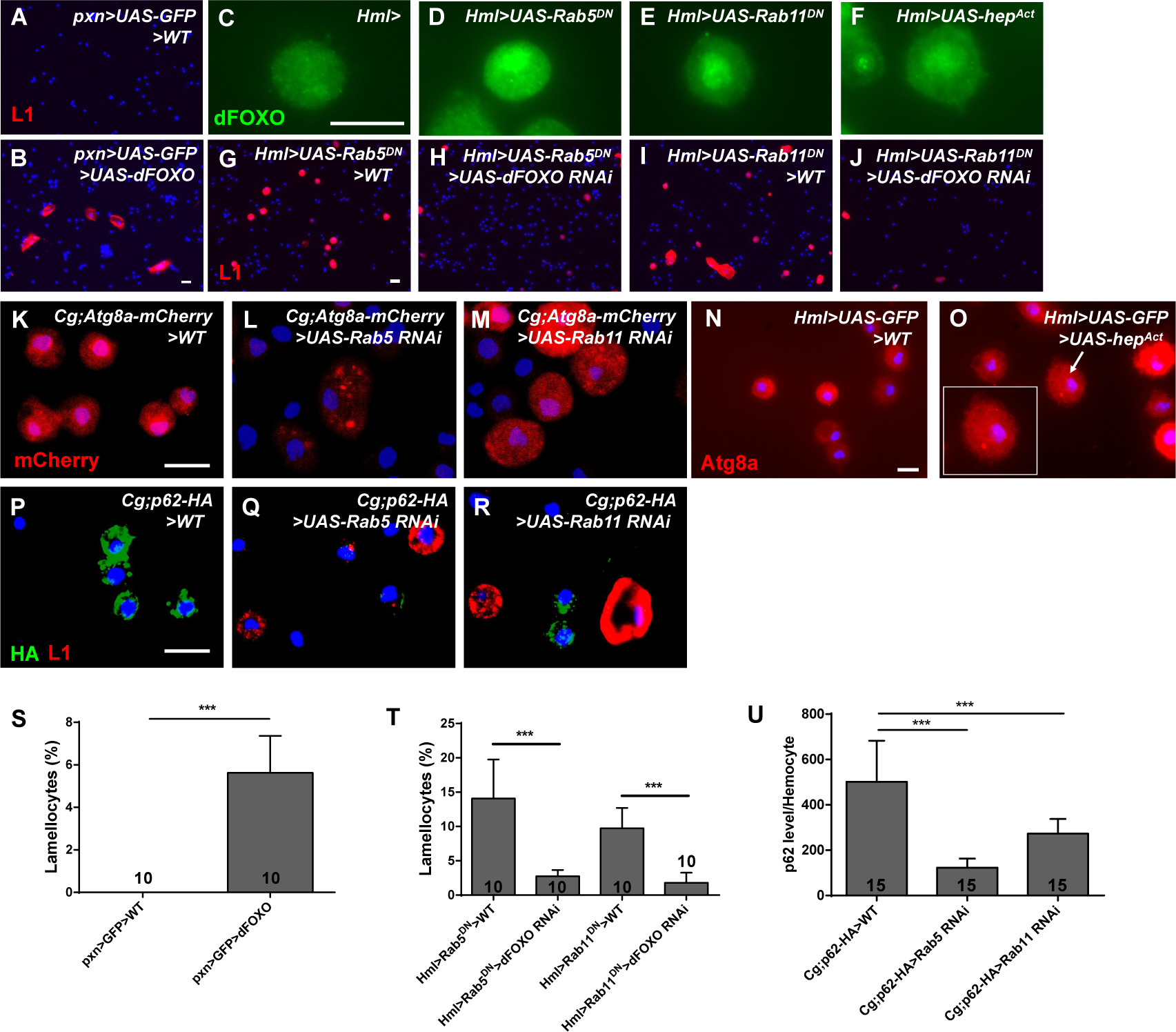 Rab5 and Rab11 maintain hematopoietic homeostasis by restricting ...