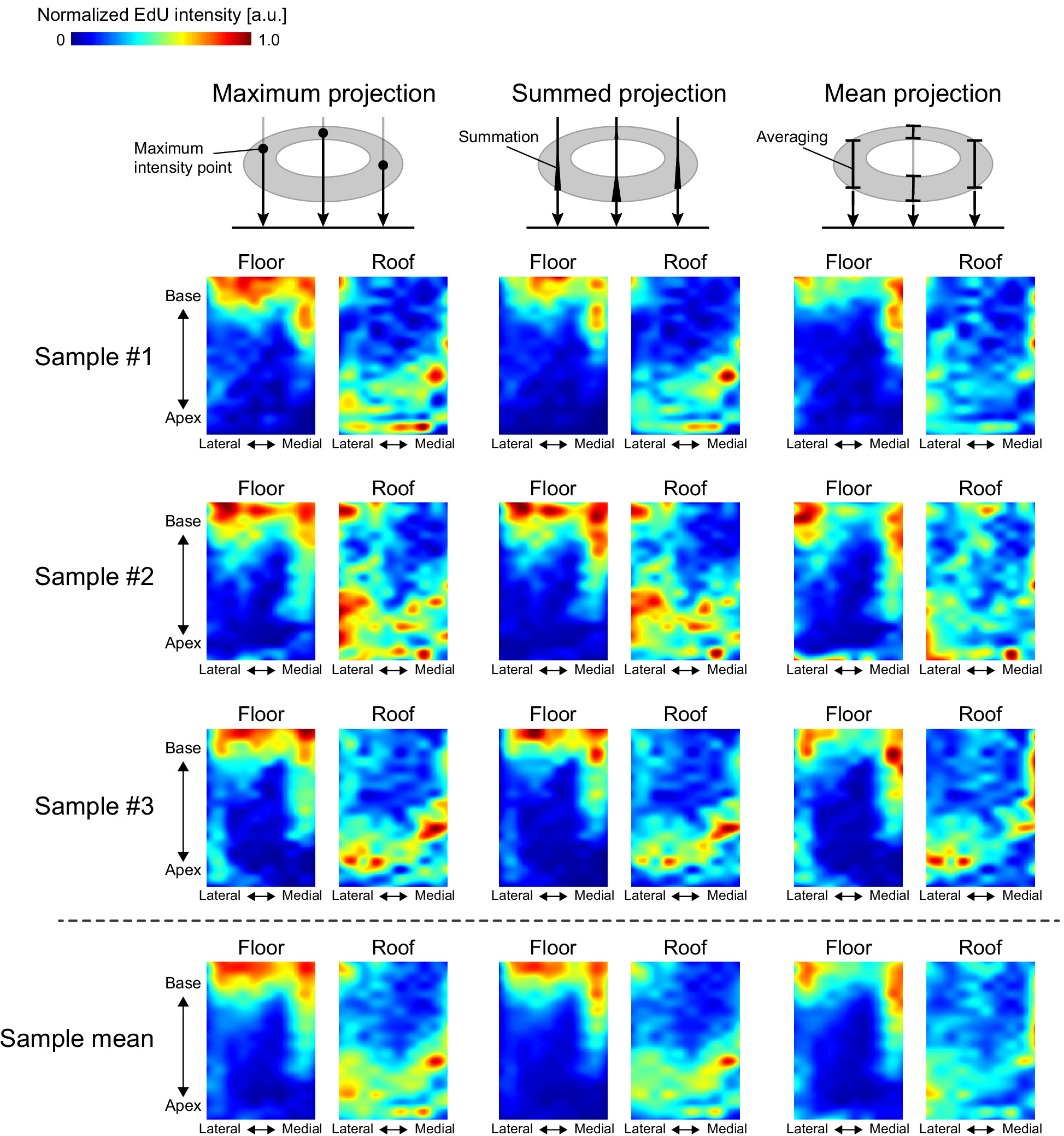 Retrograde ERK activation waves drive base-to-apex multicellular flow ...