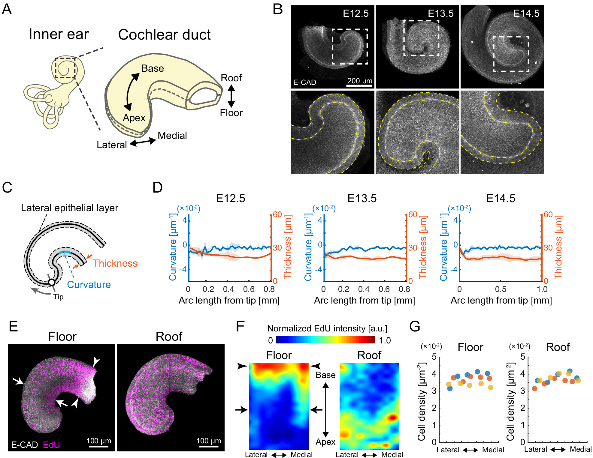 Retrograde ERK activation waves drive base-to-apex multicellular flow ...