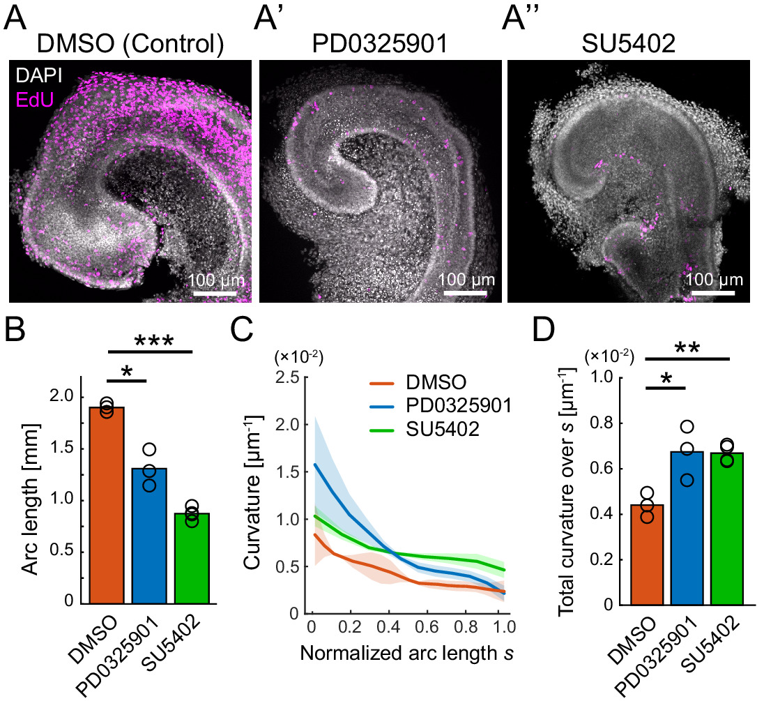 Retrograde ERK activation waves drive base-to-apex multicellular flow ...