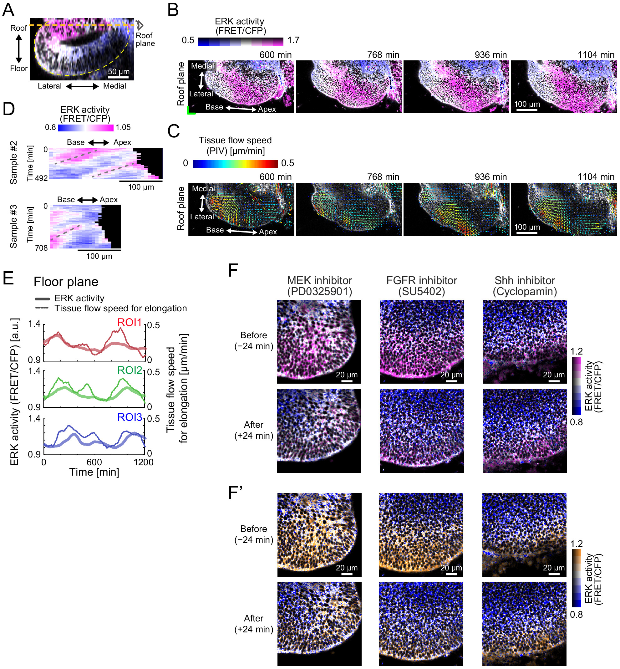 Retrograde ERK activation waves drive base-to-apex multicellular flow ...