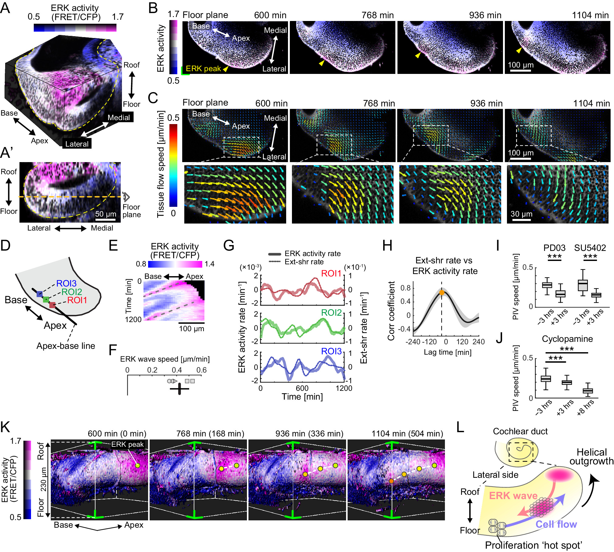 Retrograde ERK activation waves drive base-to-apex multicellular flow ...