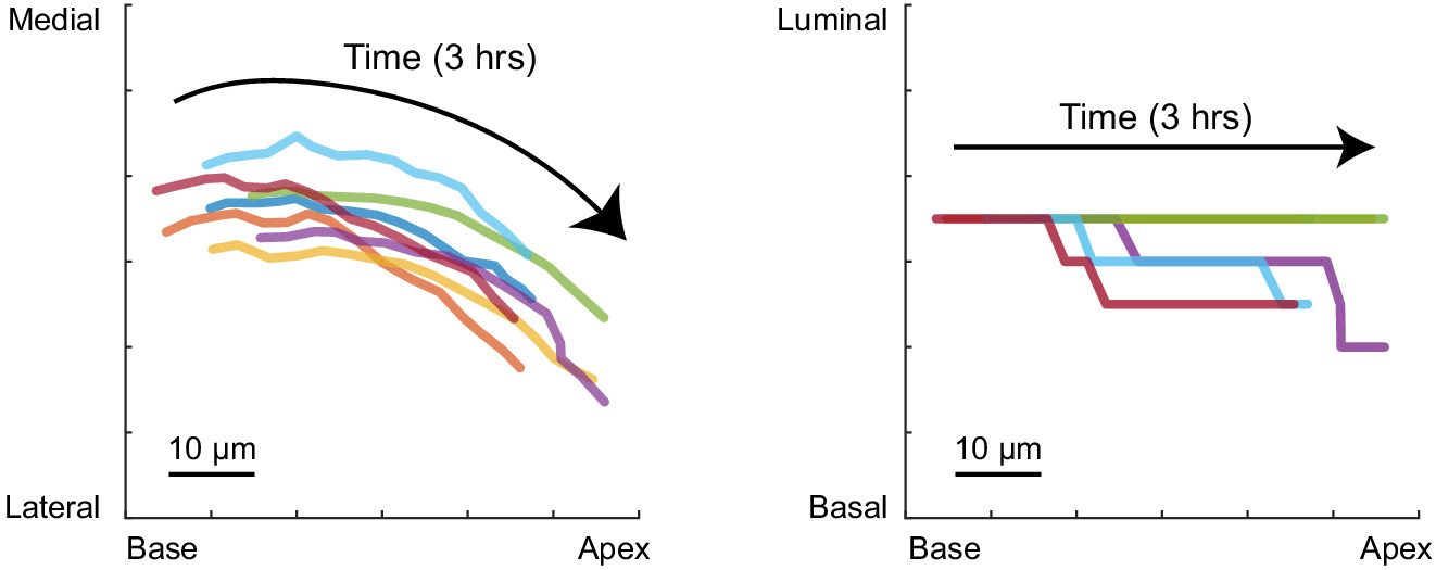 Retrograde ERK activation waves drive base-to-apex multicellular flow ...
