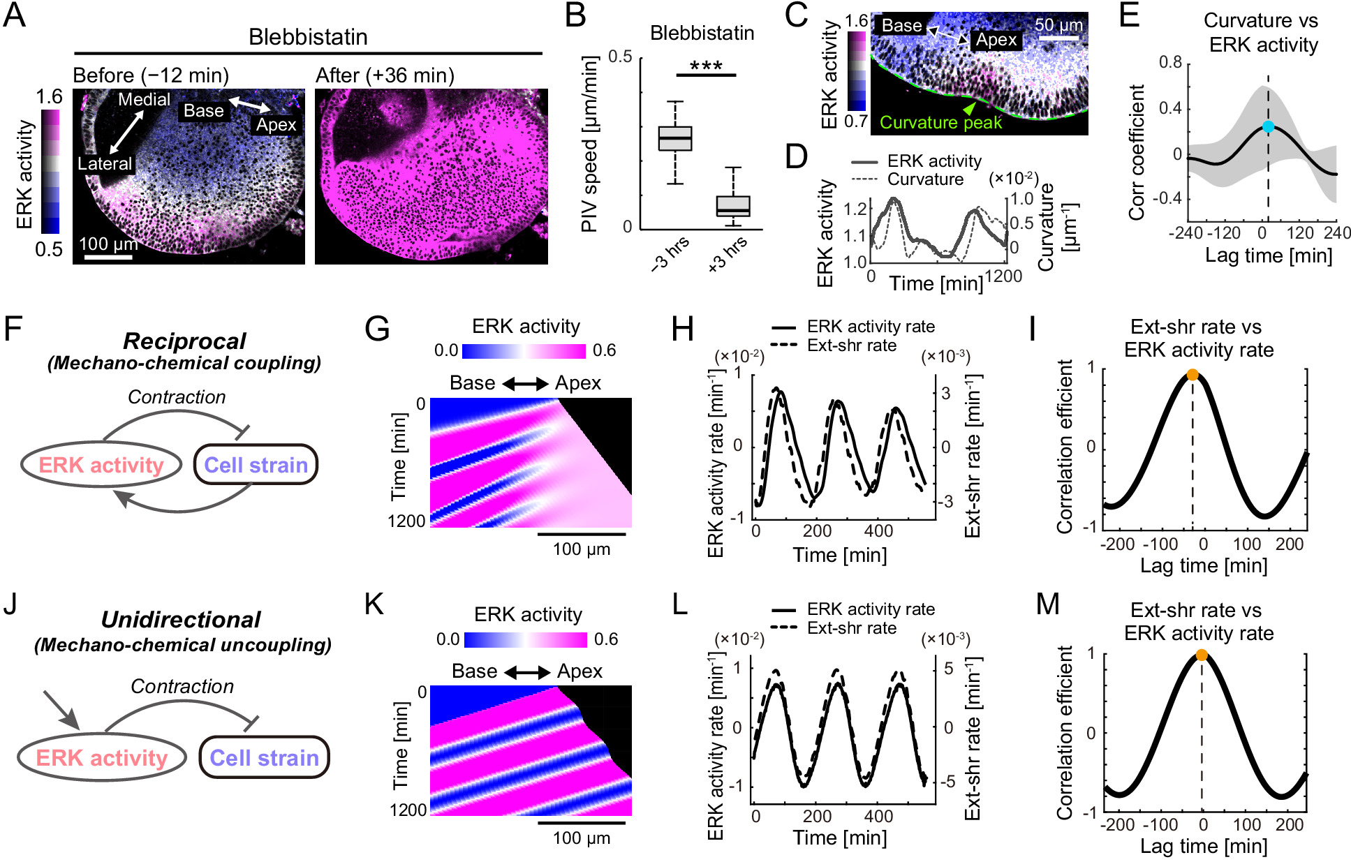 Retrograde ERK activation waves drive base-to-apex multicellular flow ...