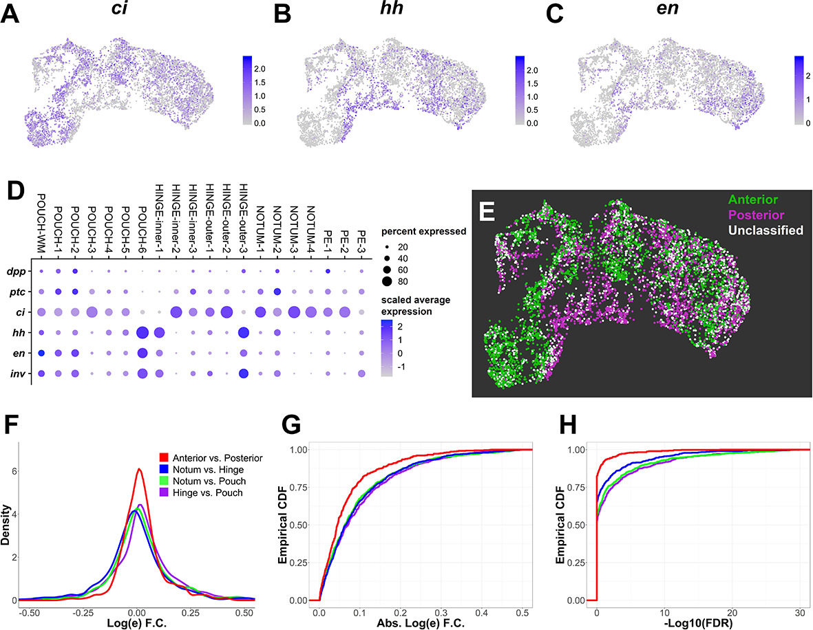 Single-cell transcriptomics of the Drosophila wing disc reveals ...