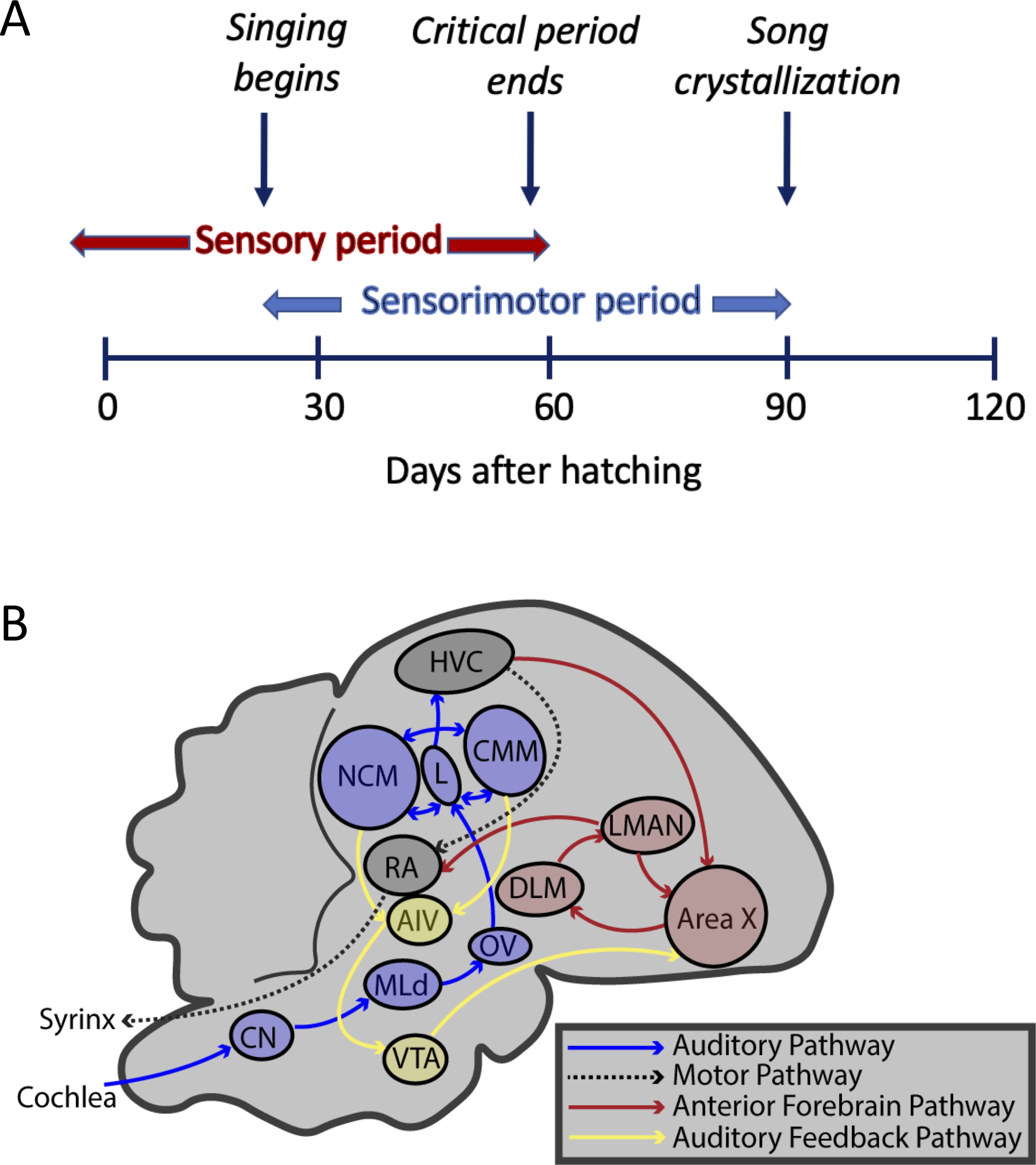 Neurogenomic insights into the behavioral and vocal development of the ...