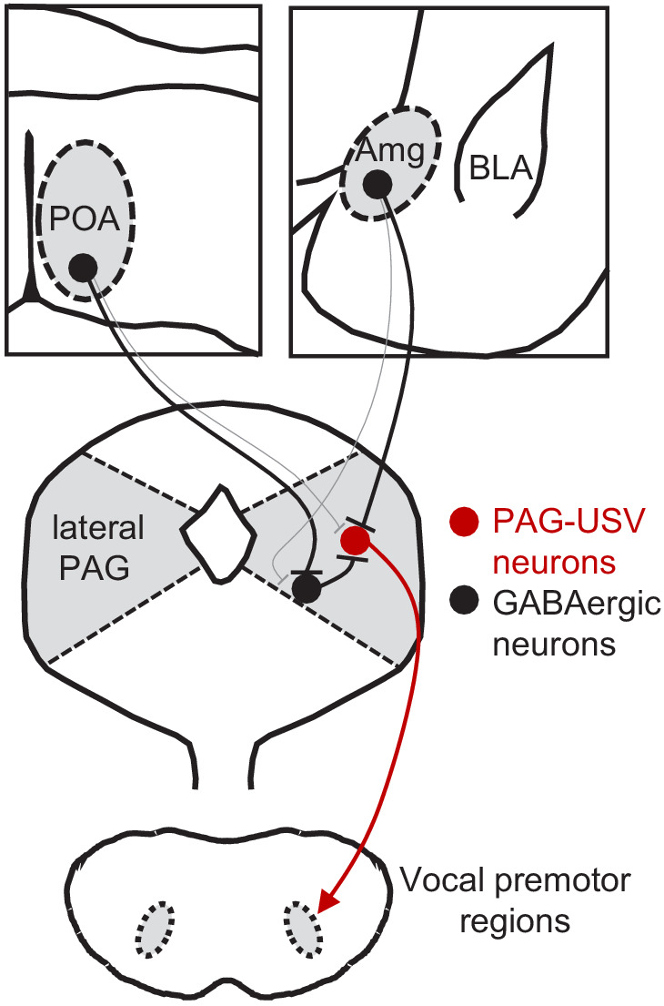 Circuit and synaptic organization of forebrain-to-midbrain pathways ...