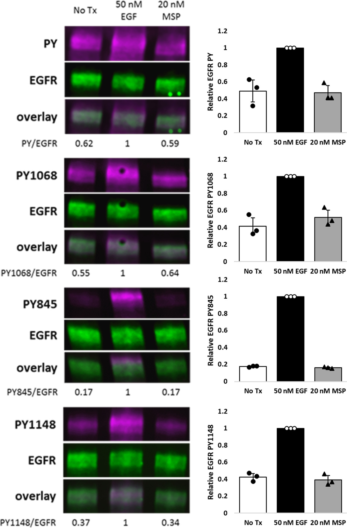 EGFR transactivates RON to drive oncogenic crosstalk | eLife Lens