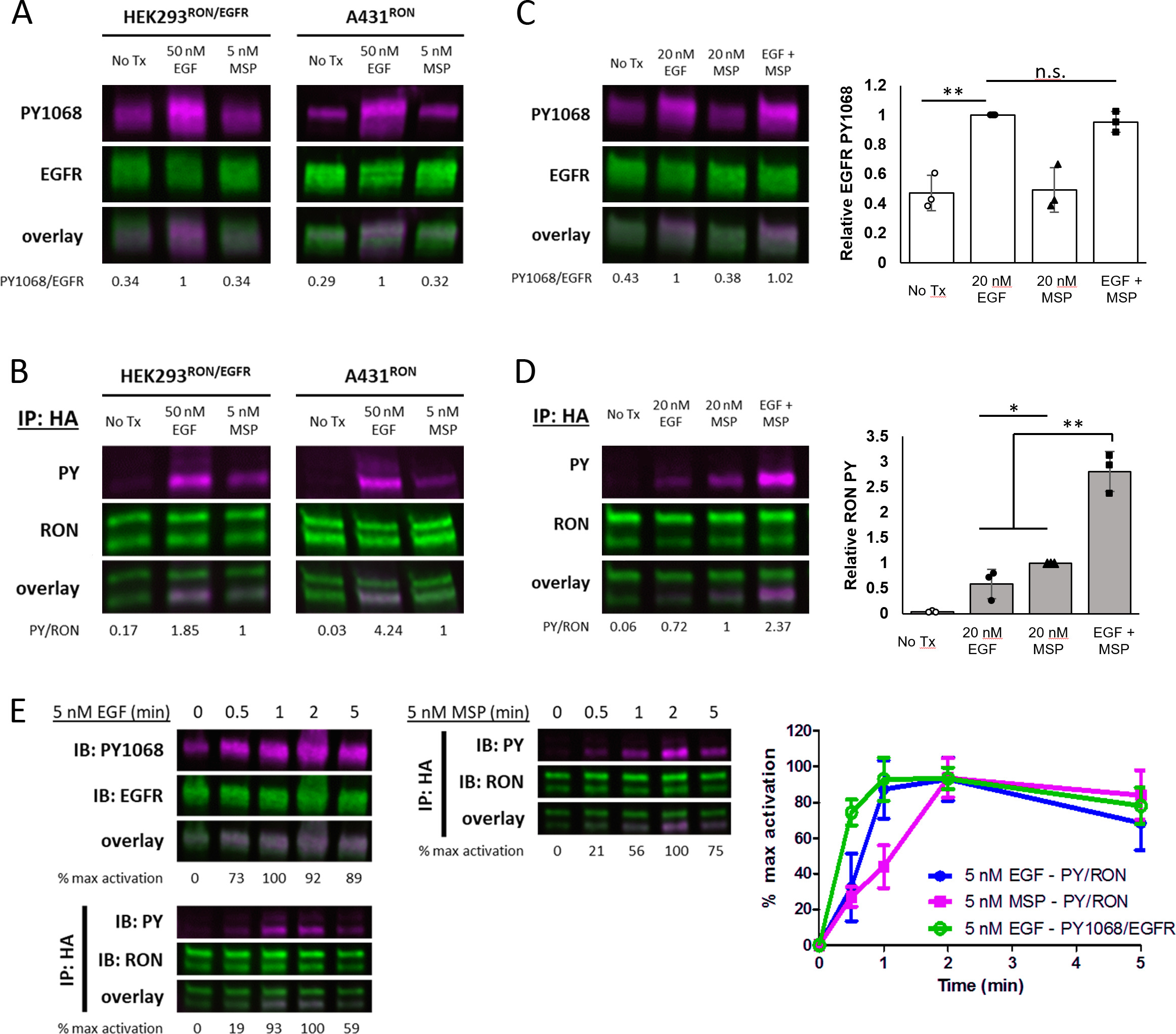 EGFR transactivates RON to drive oncogenic crosstalk | eLife Lens
