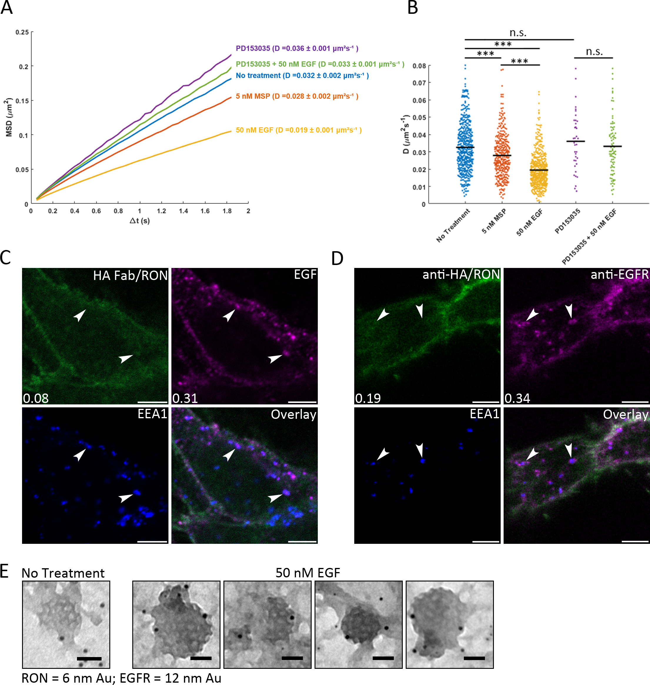 EGFR transactivates RON to drive oncogenic crosstalk | eLife Lens
