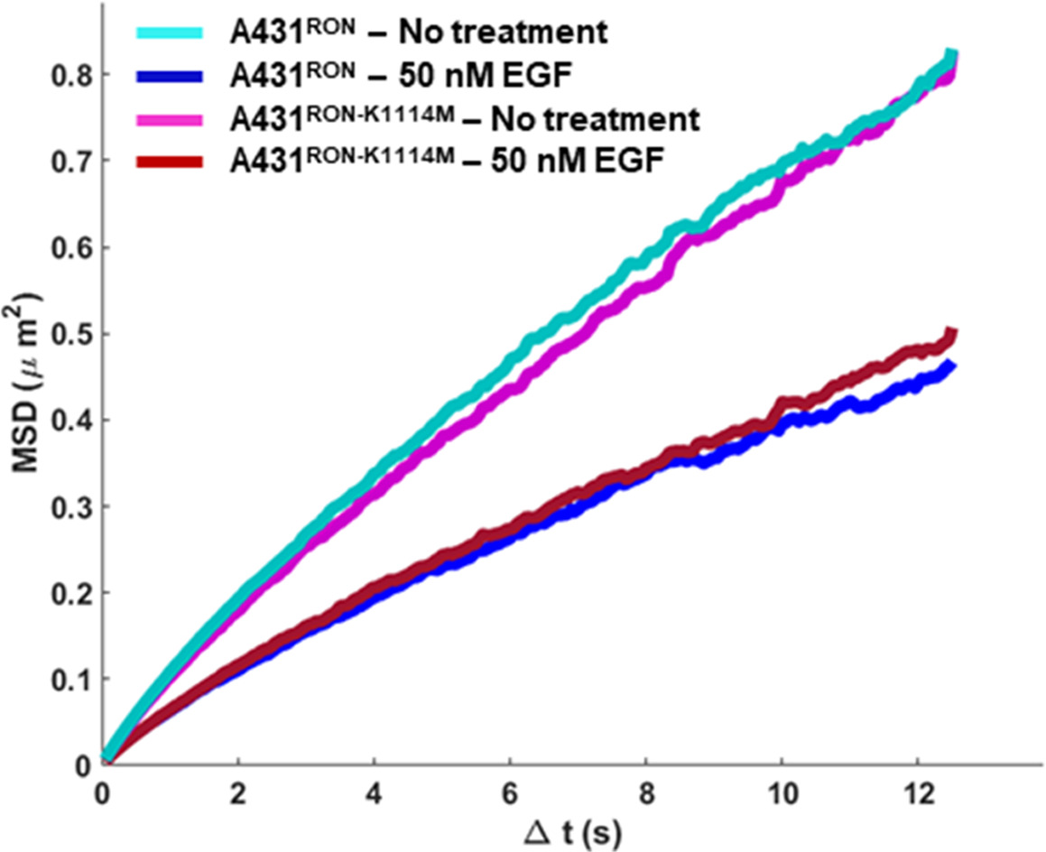 EGFR transactivates RON to drive oncogenic crosstalk | eLife Lens