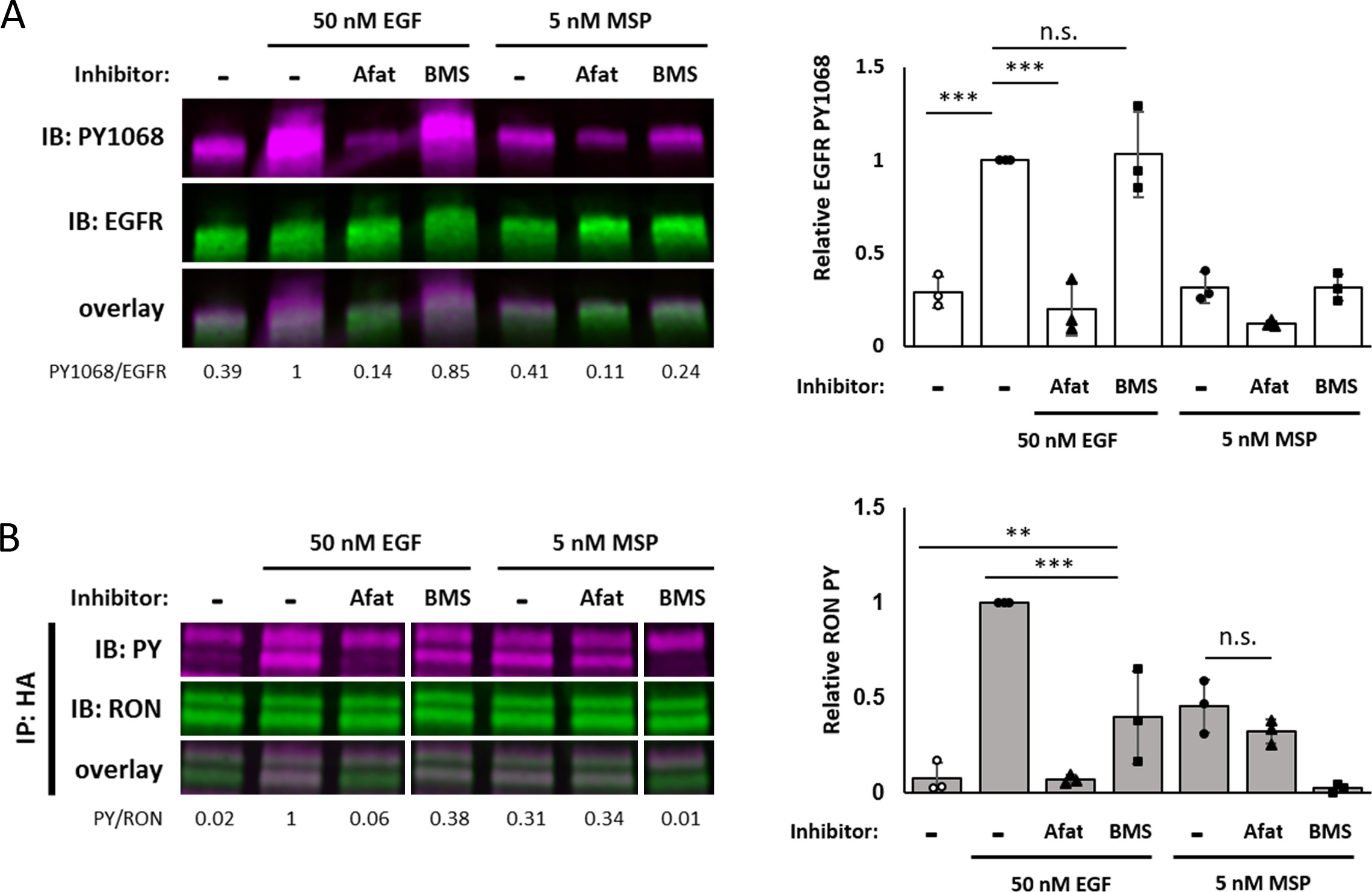 EGFR transactivates RON to drive oncogenic crosstalk | eLife Lens
