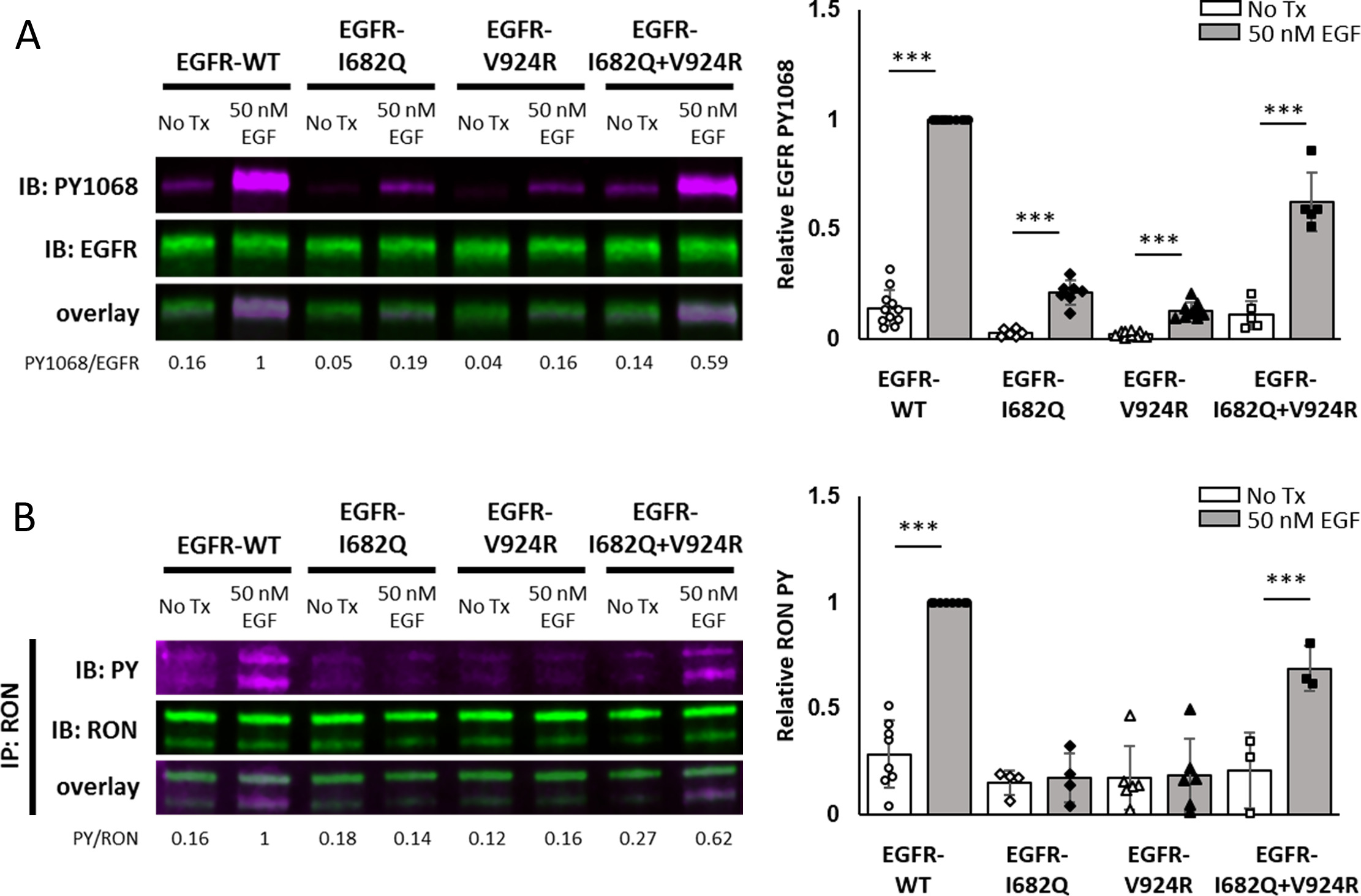 EGFR transactivates RON to drive oncogenic crosstalk | eLife Lens