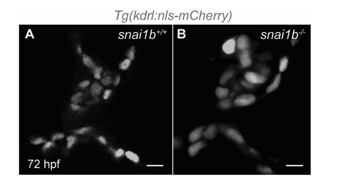 Snail1 The EMT transcription factor Snai1 maintains myocardial wall integrity ...