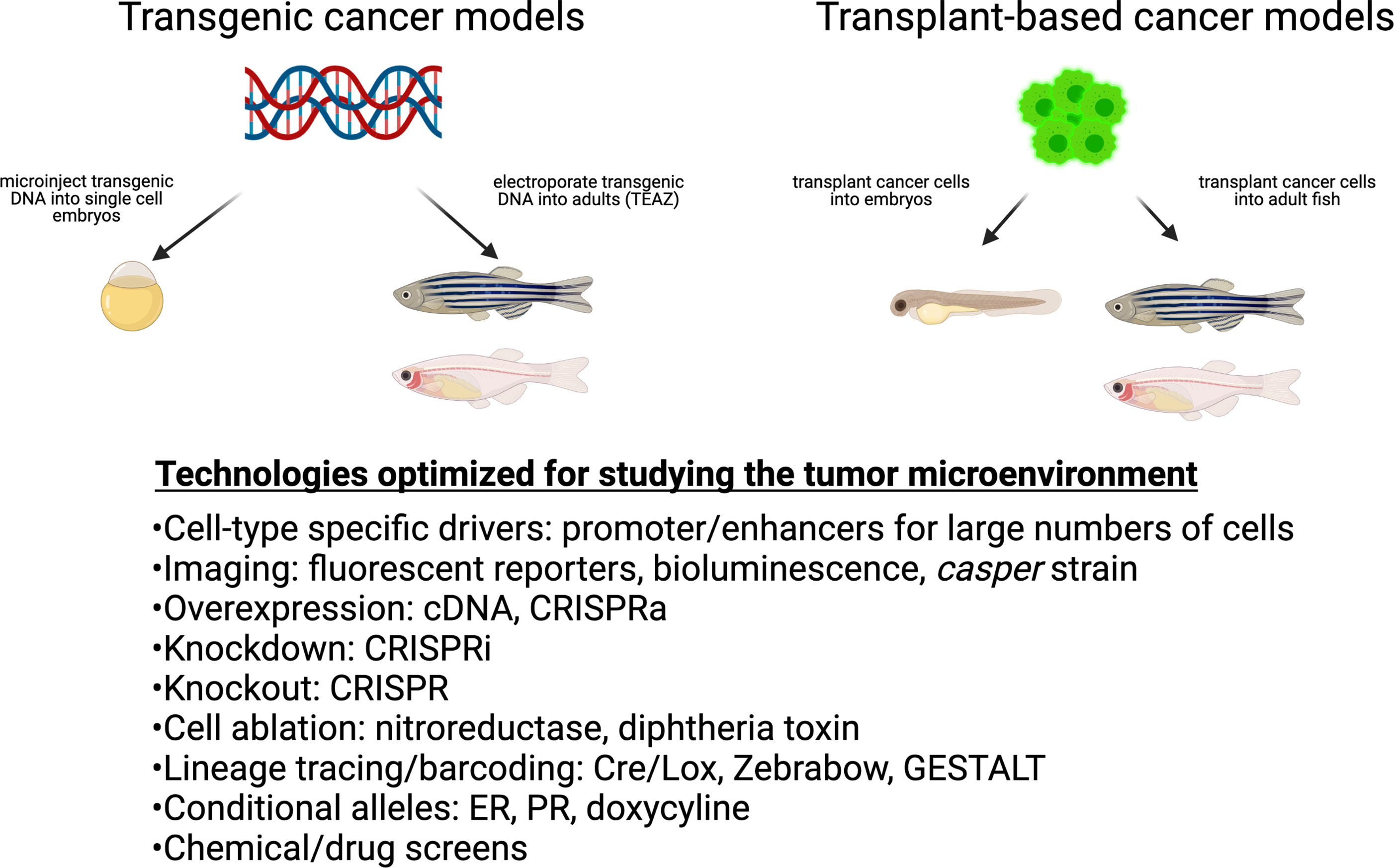 Shifting the focus of zebrafish toward a model of the tumor ...