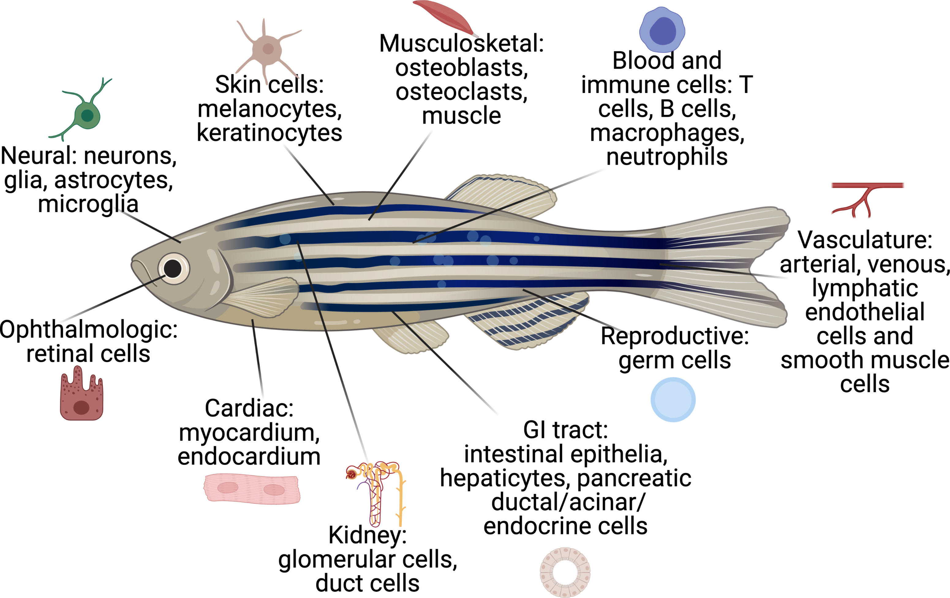 Shifting the focus of zebrafish toward a model of the tumor ...