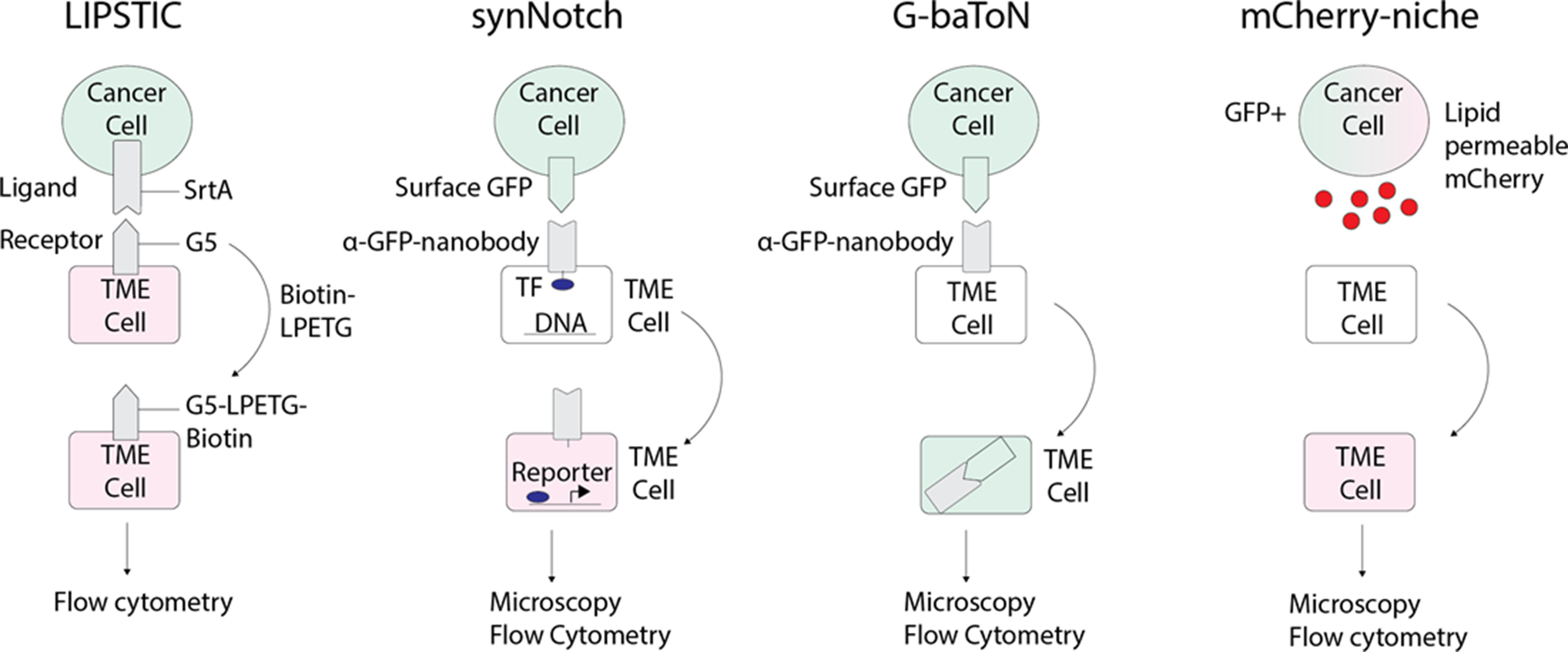 Shifting the focus of zebrafish toward a model of the tumor ...