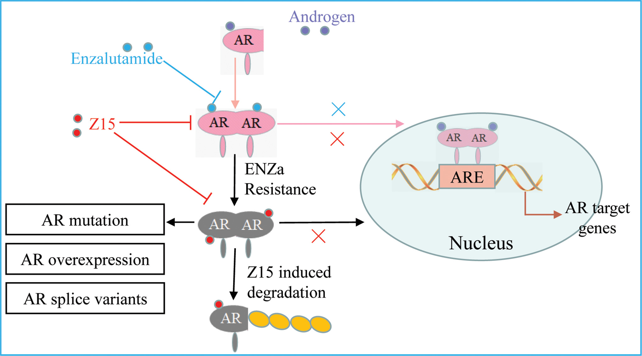 Selective androgen receptor degrader (SARD) to overcome antiandrogen ...
