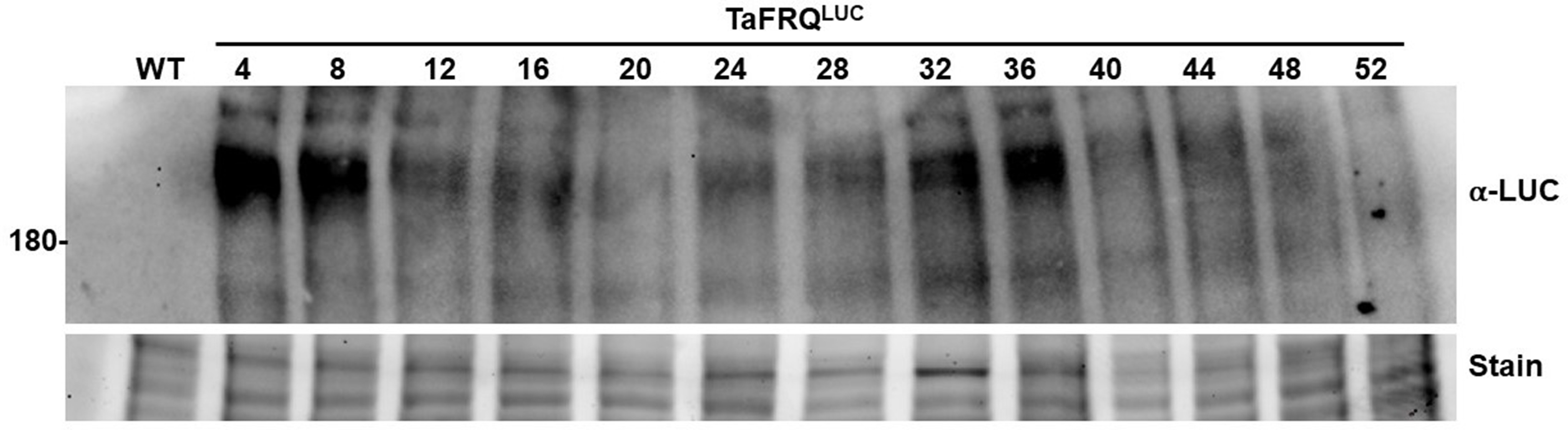 Circadian oscillations in Trichoderma atroviride and the role of core ...