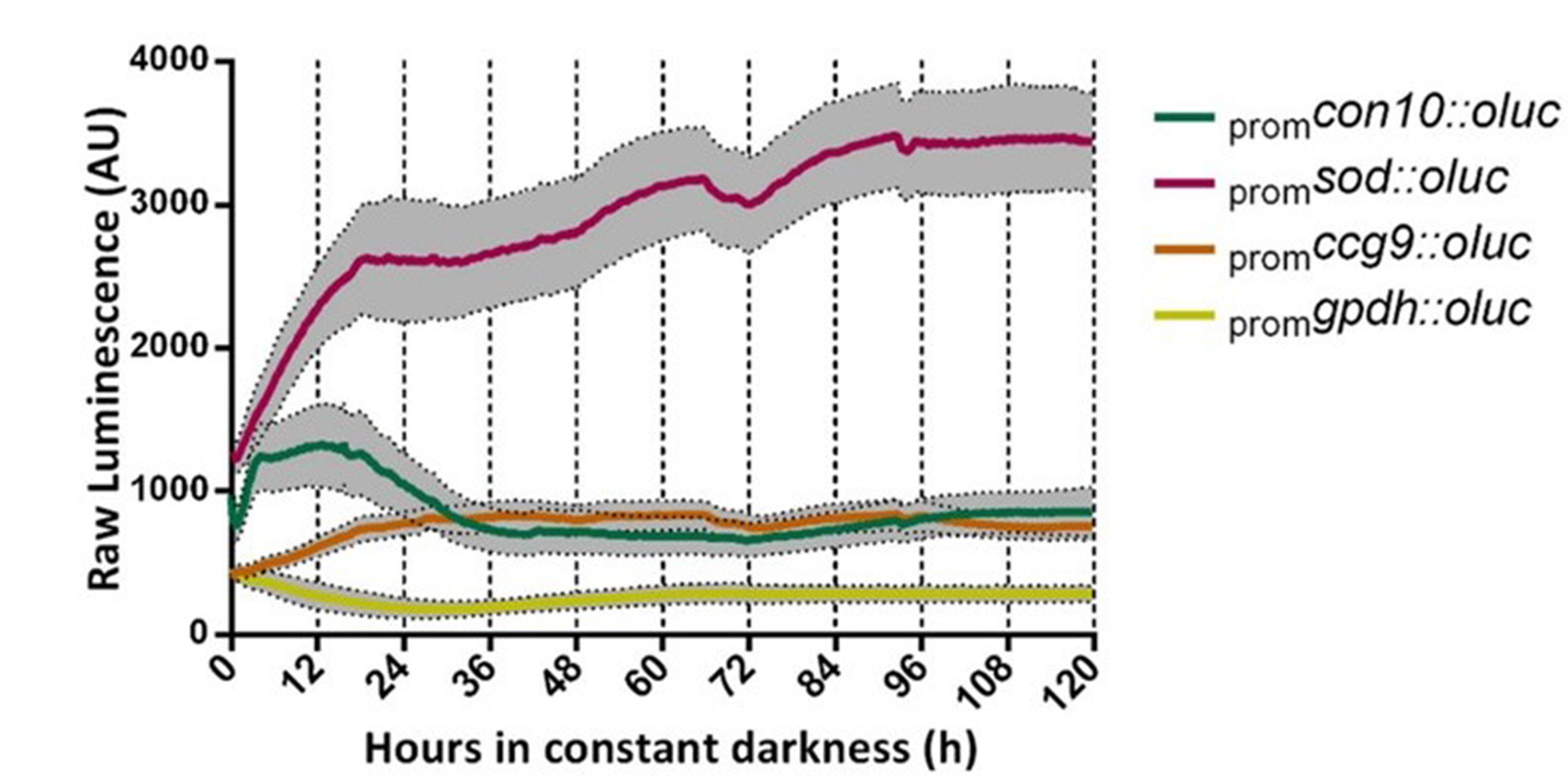 Circadian oscillations in Trichoderma atroviride and the role of core ...