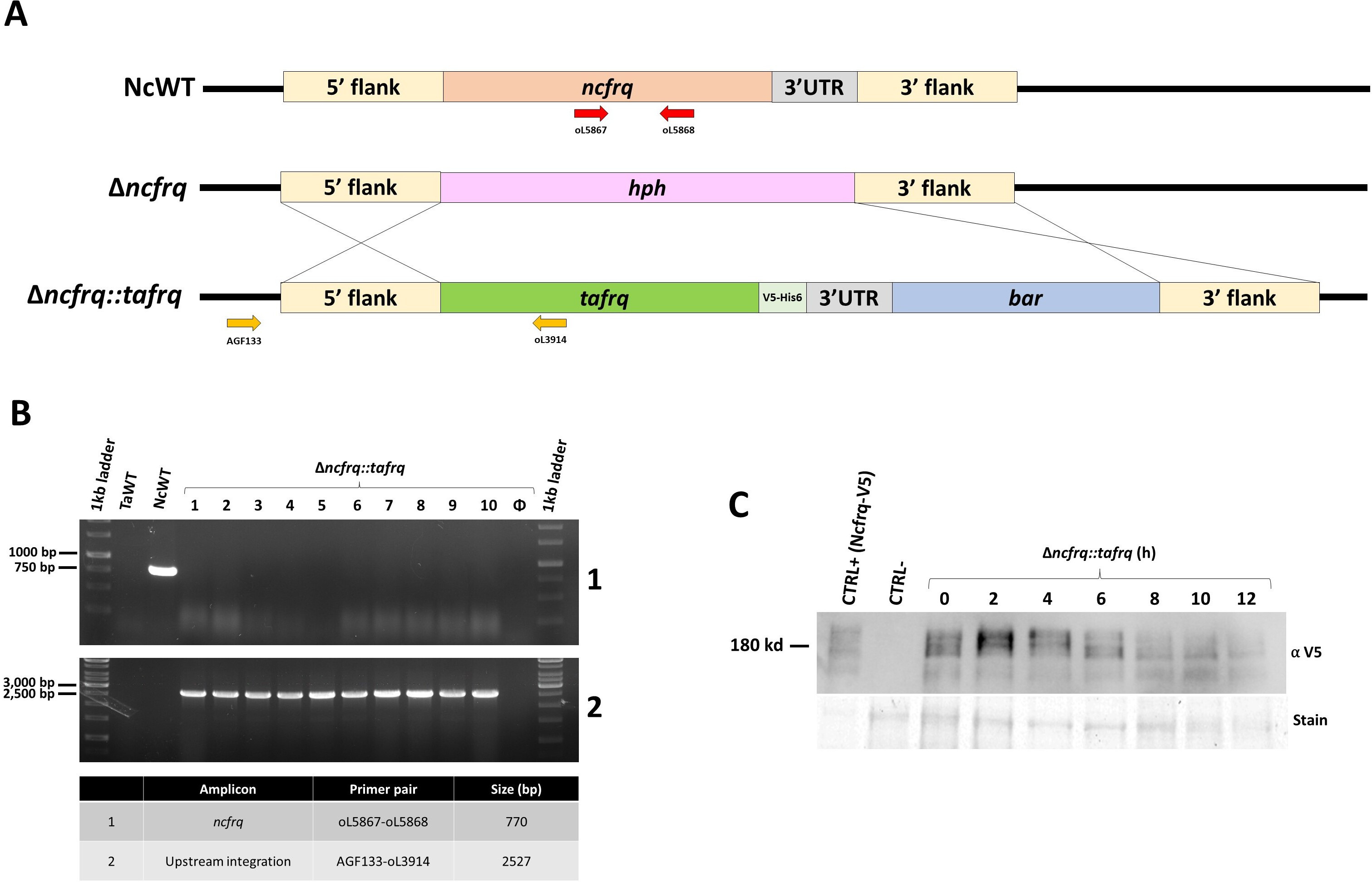 Circadian oscillations in Trichoderma atroviride and the role of core ...