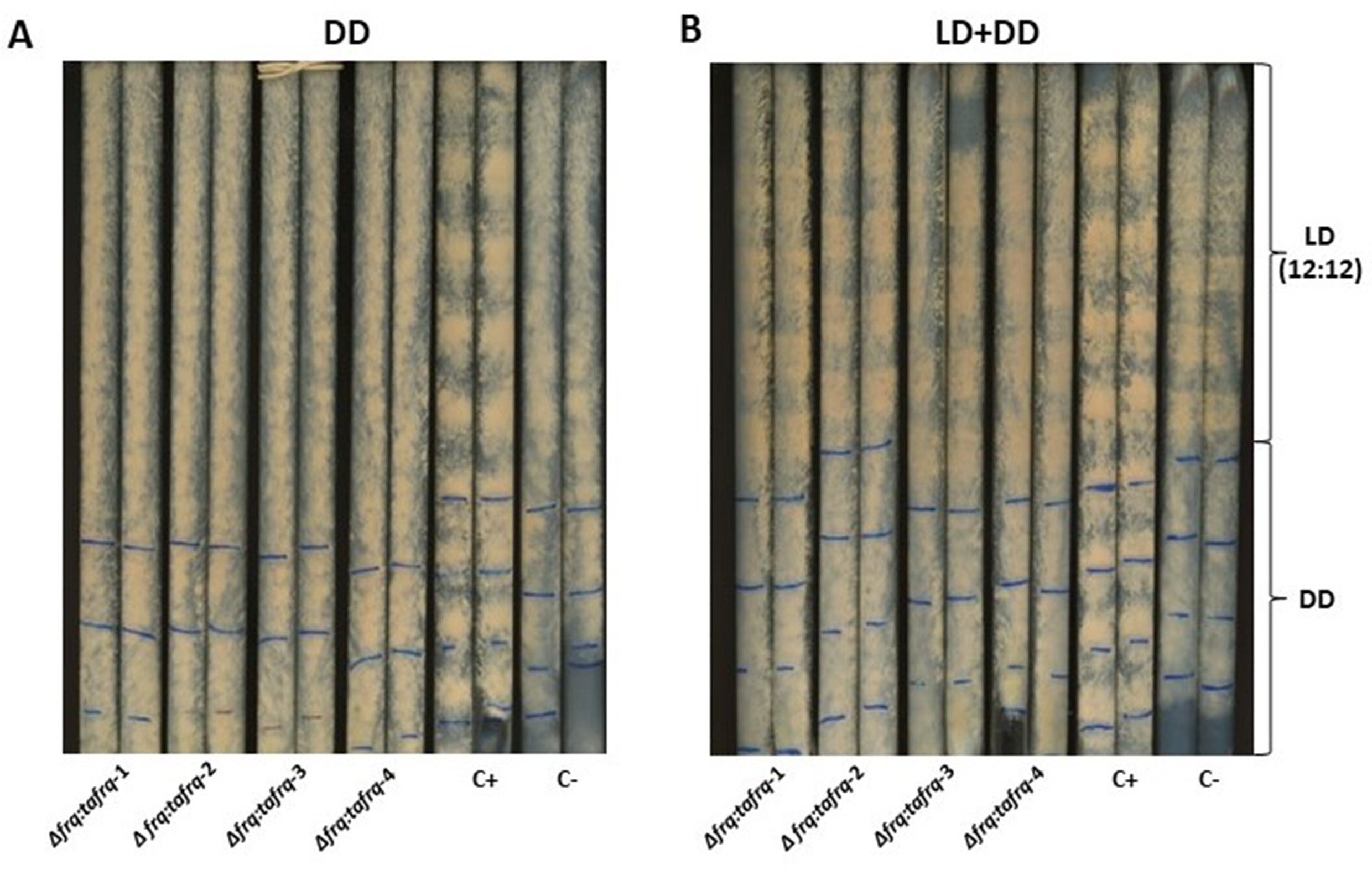 Circadian oscillations in Trichoderma atroviride and the role of core ...