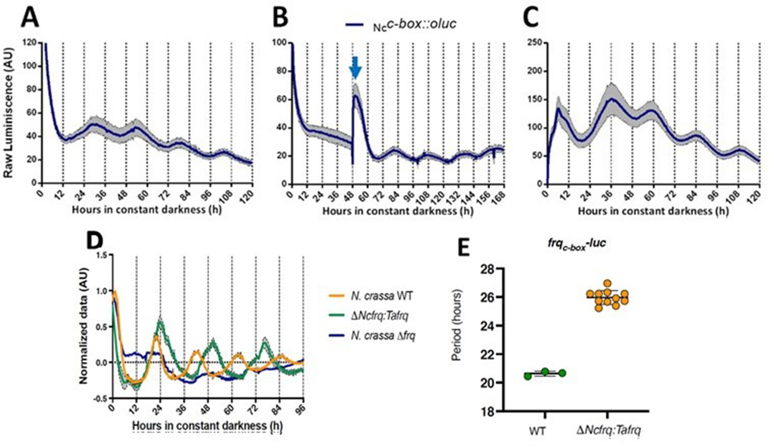 Circadian oscillations in Trichoderma atroviride and the role of core ...