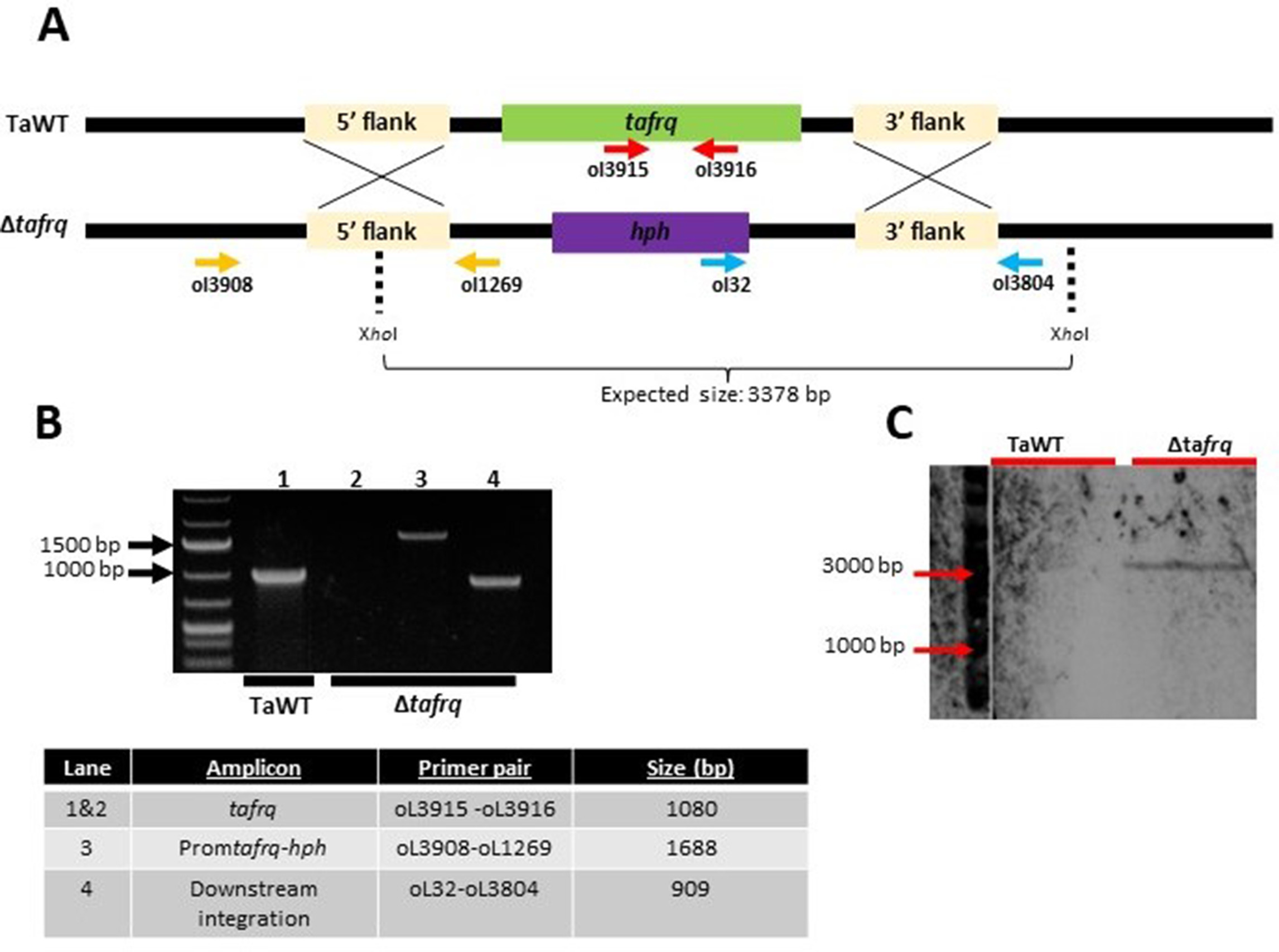 Circadian oscillations in Trichoderma atroviride and the role of core ...