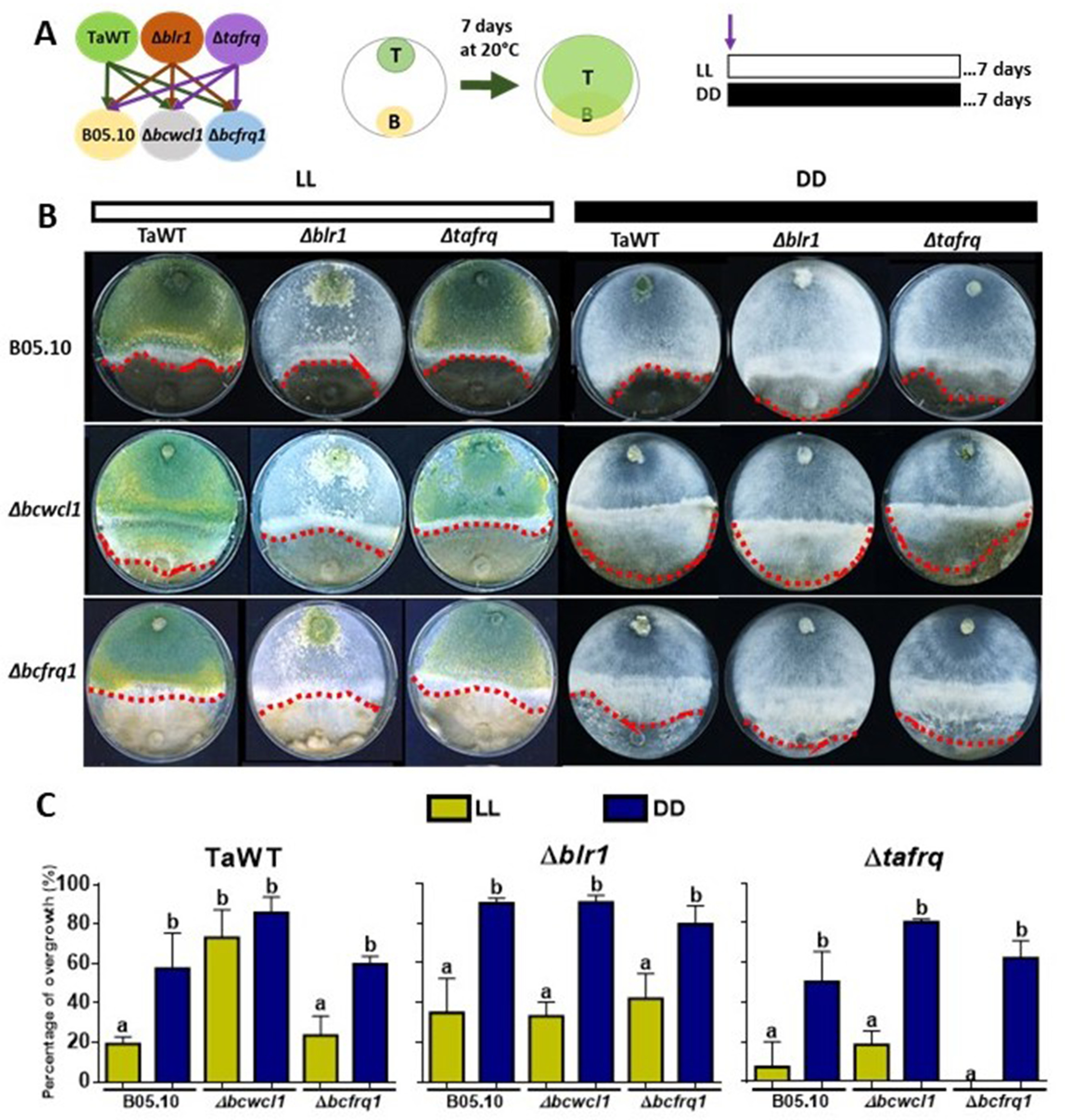 Circadian oscillations in Trichoderma atroviride and the role of core ...