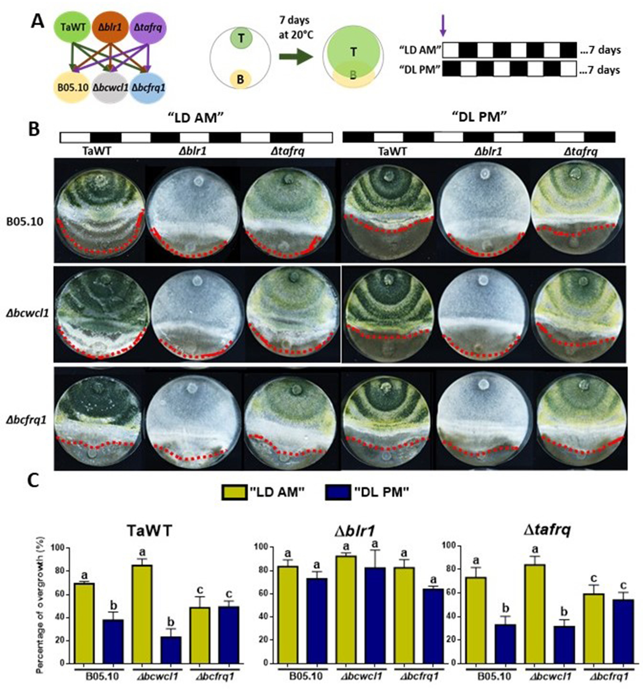 Circadian oscillations in Trichoderma atroviride and the role of core ...