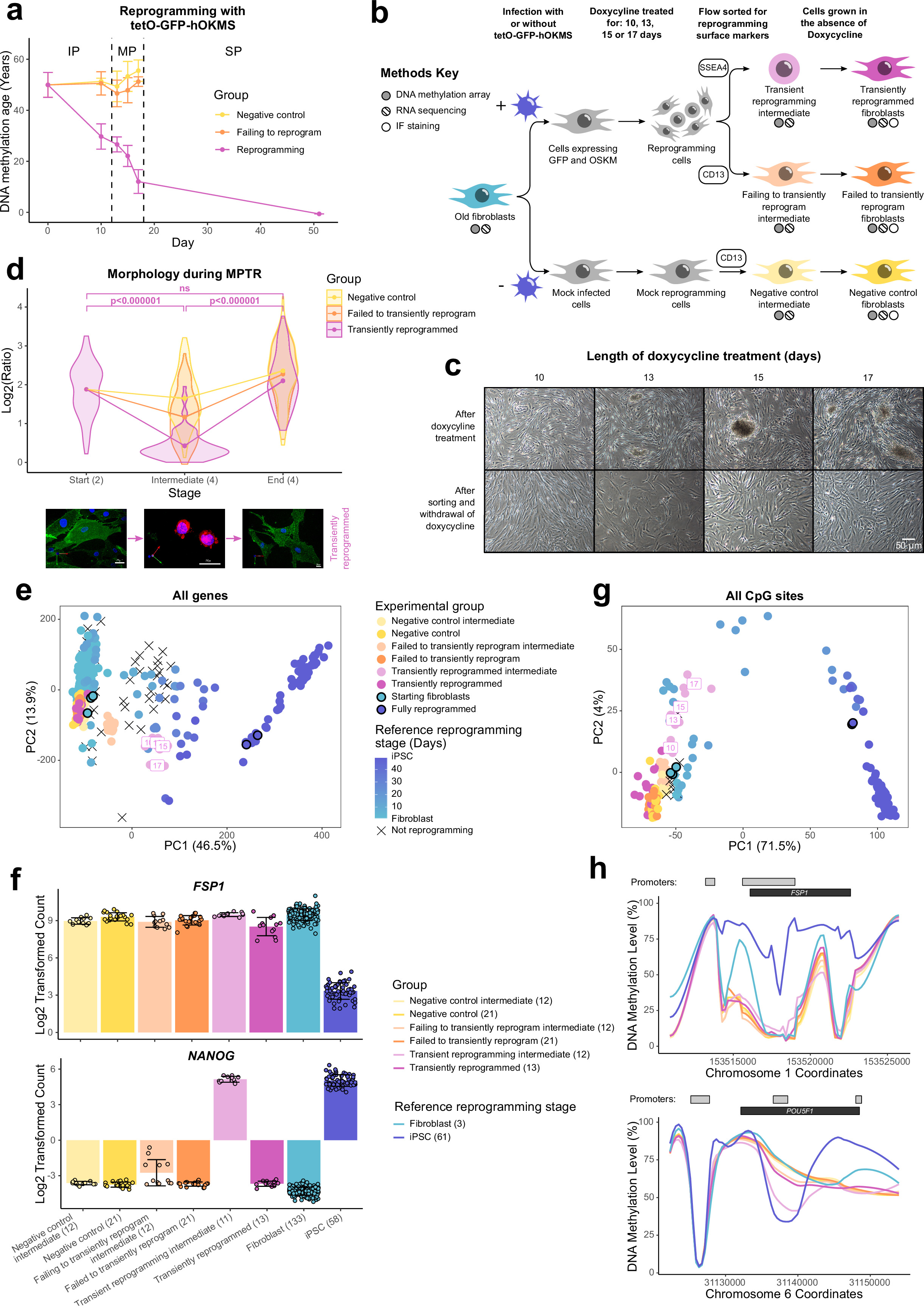 Multi-omic rejuvenation of human cells by maturation phase transient ...