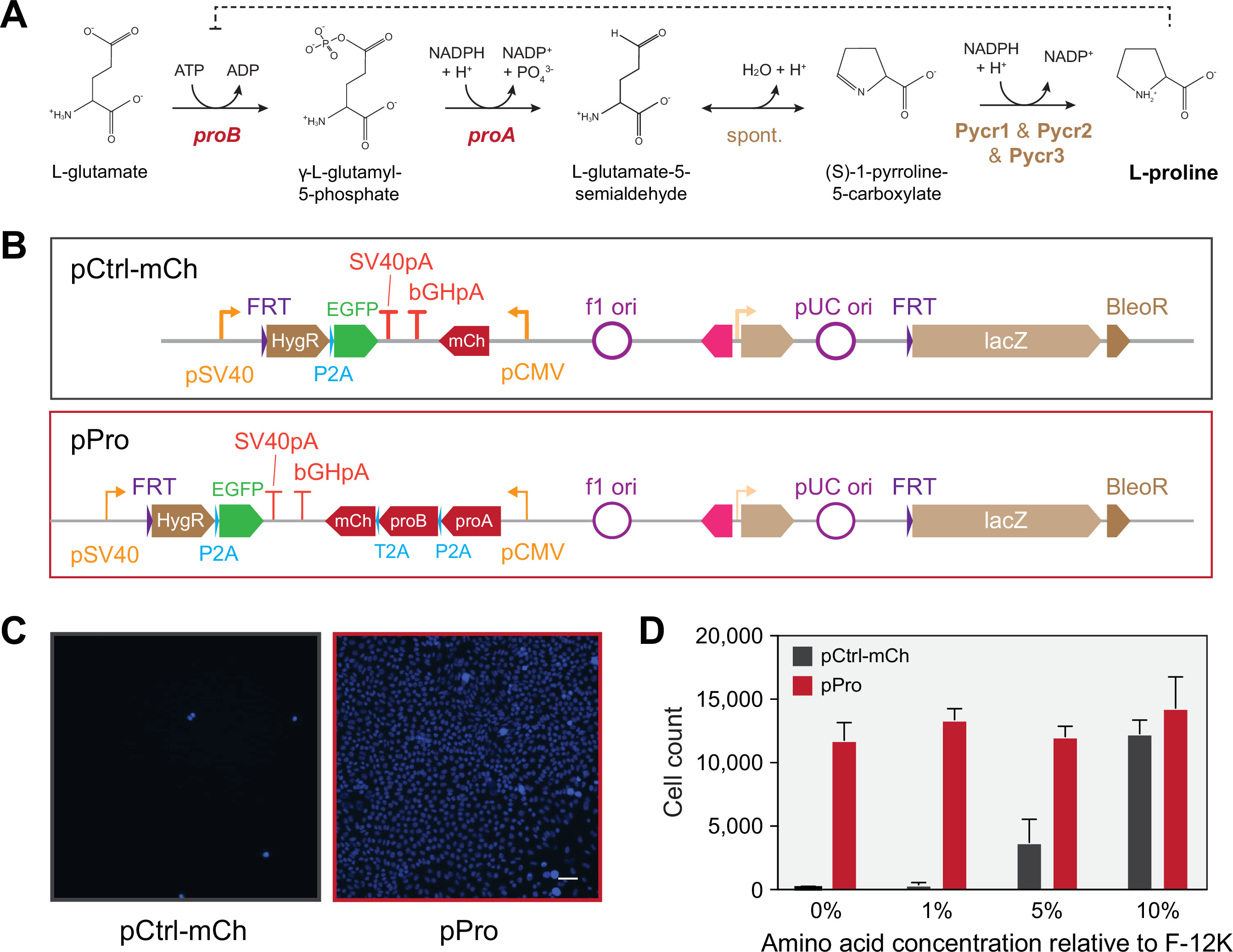 Resurrecting essential amino acid biosynthesis in mammalian cells ...