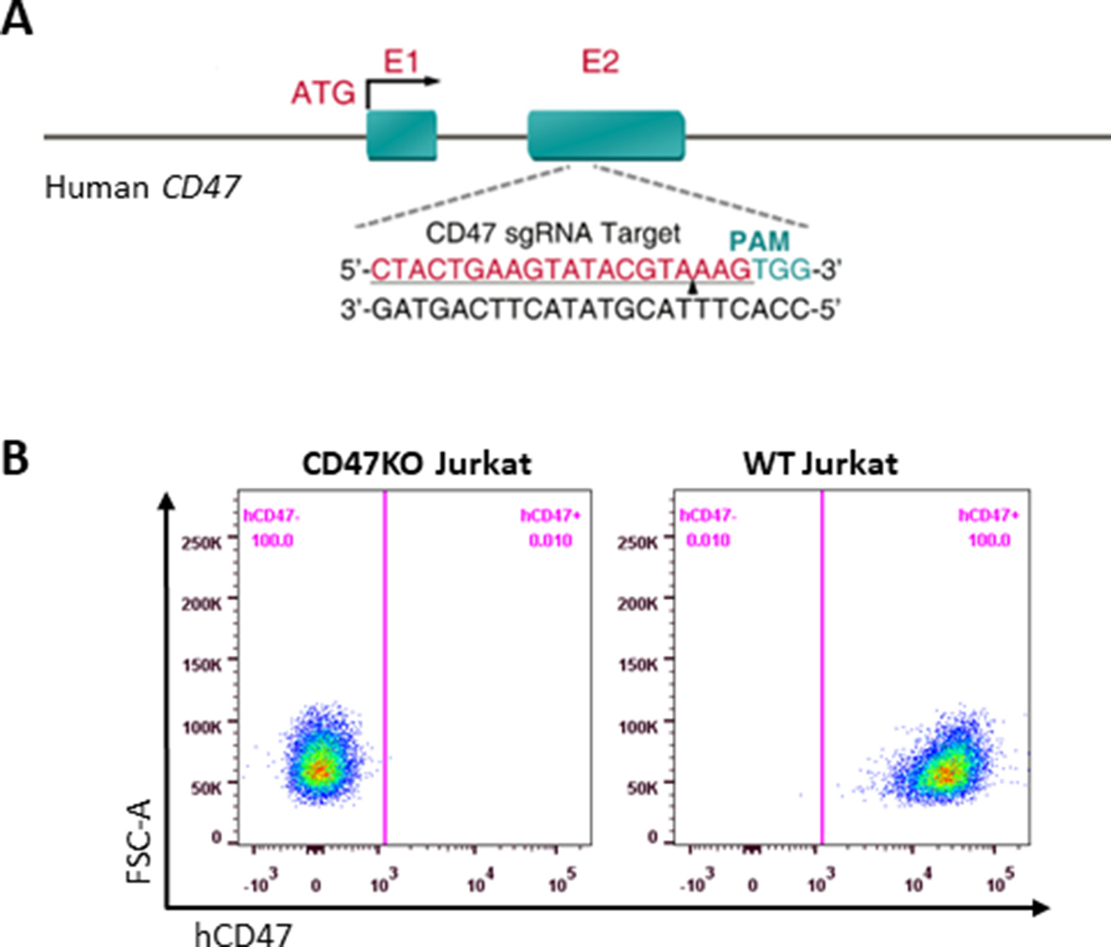 CD47 cross-dressing by extracellular vesicles expressing CD47 inhibits ...