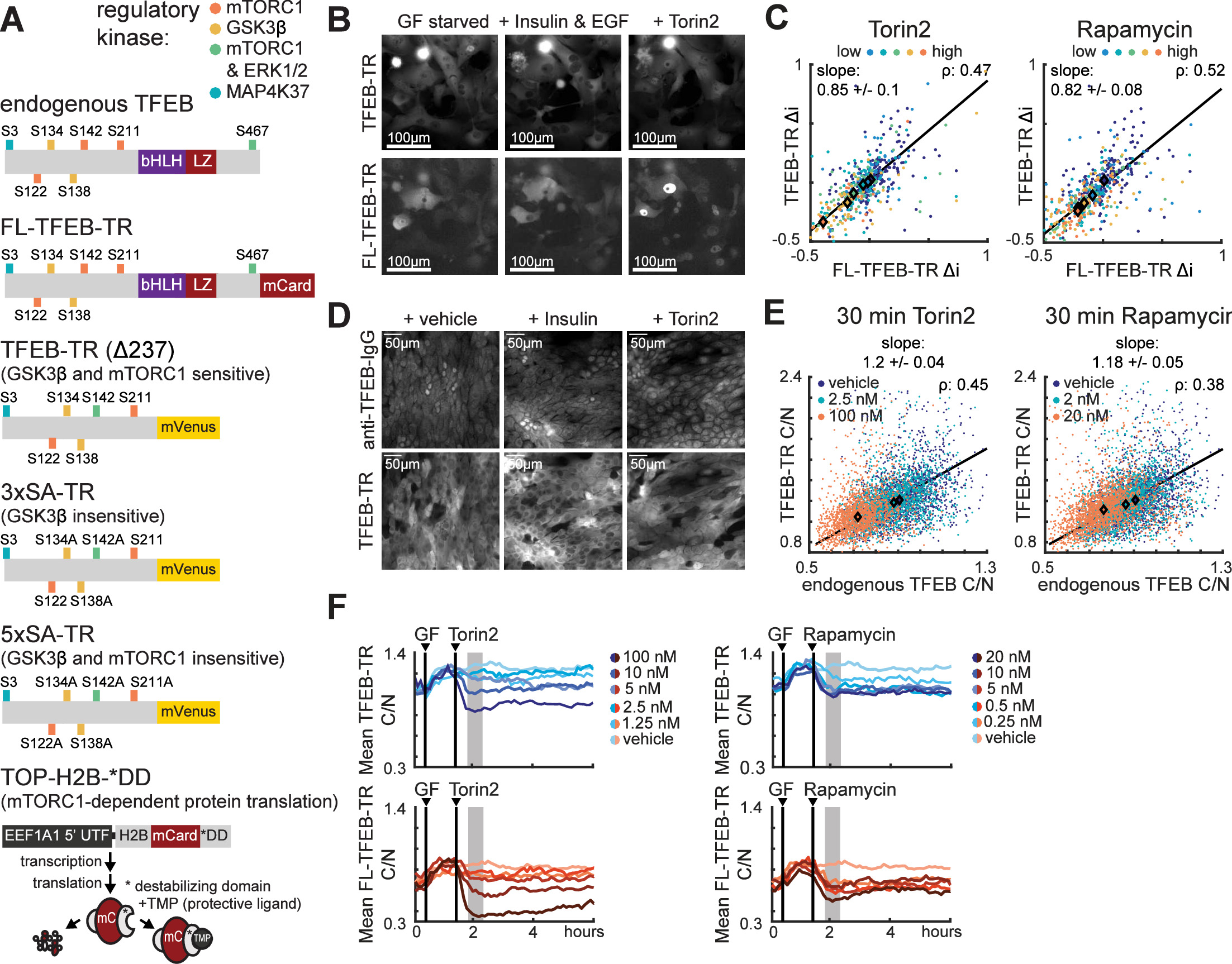 Continuous sensing of nutrients and growth factors by the mTORC1-TFEB ...